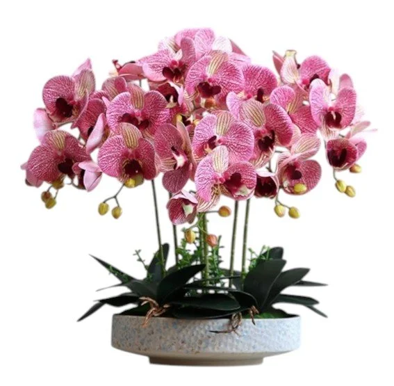 A potted plant of pink orchids with yellow-tipped buds inside a round white container.
