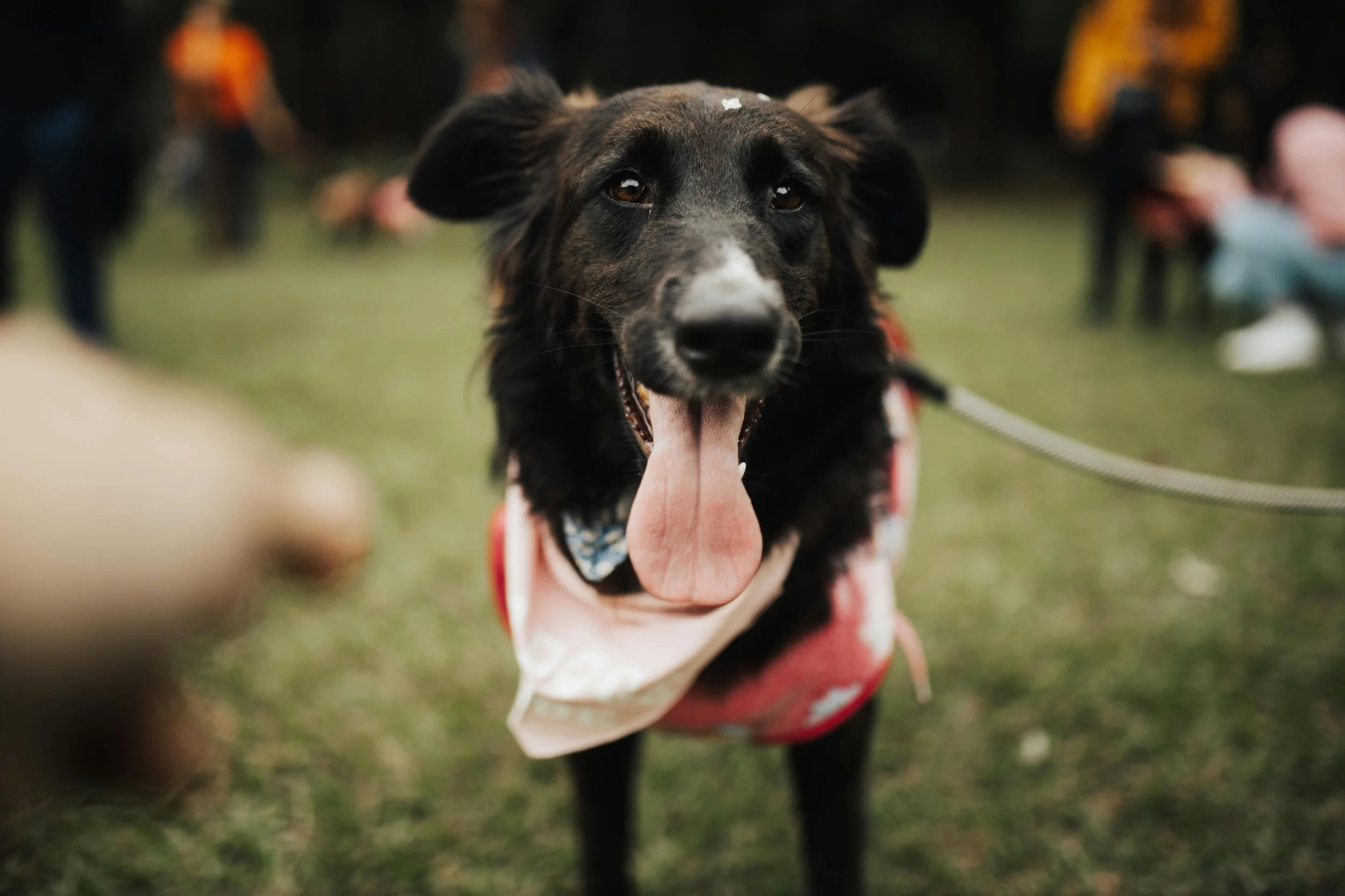 Paws in the Park
