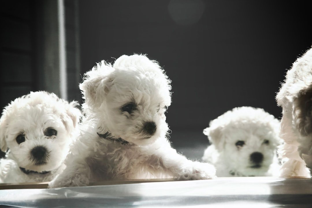 How to Rank Your Dog Breeding Business on Google