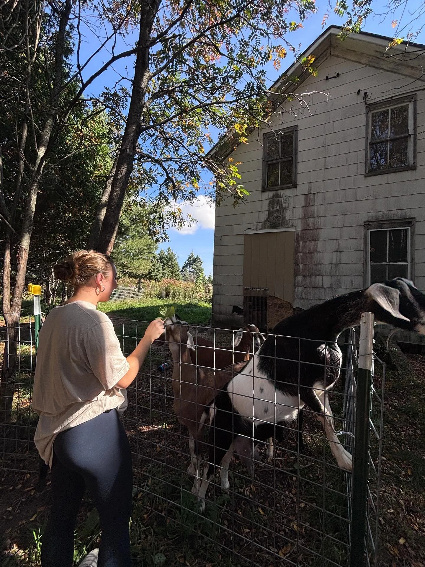 So grateful to have the MTU Sustainability seminar crew out to the farm! They helped weed and entertain the goats. Farms thrive in community and it’s such a joy to share our space and vision, especially with students 💚 @michigantech
