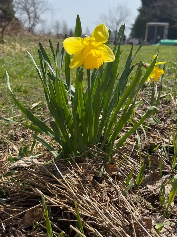 Some sweet spring tidings 💚 We got a $100k grant from @michdeptofag for a refrigerated van (along with our @boersmafamilyroots friends!!) + the first plants are in the ground + new automated irrigation set up is running + @superiorschoolofdance show