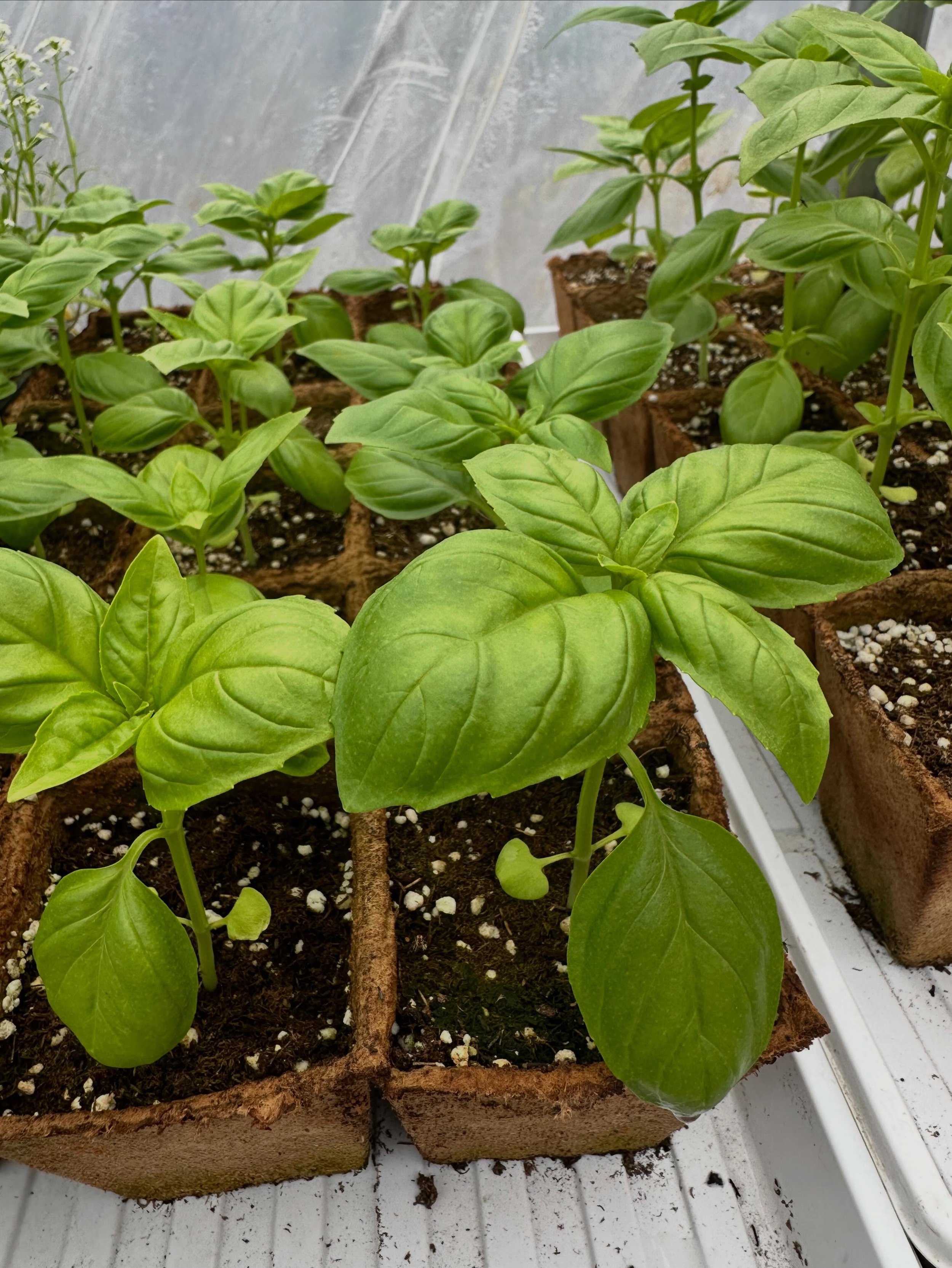 Plant sale!!! So many baby plants coming your way, friends.

🪴 May and June @keweenawcoop in the produce section
🪴 Sat May 23 - Locavore Festival @cityofhoughton - on the pier from noon-4 PM
🪴 Sun May 24 - Flower Moon Spring Market @whimsiqueers -