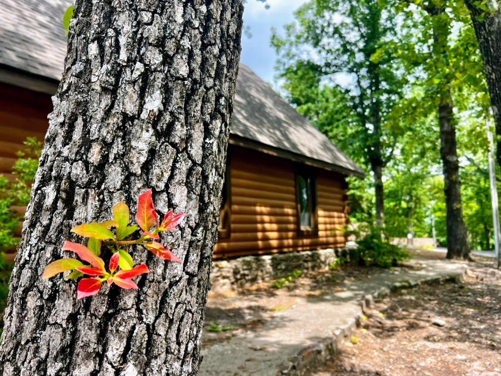 Tree trunk with colorful leaves growing on it, log cabin in the background, surrounded by green trees.