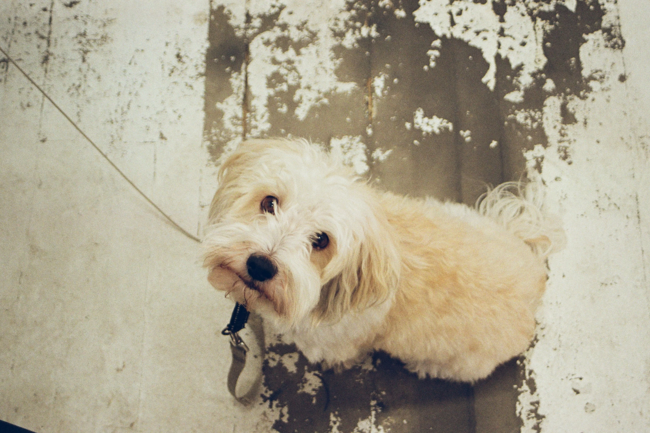 Hiljainen valkoinen ja beige koira katsoo ylös kameralle lattialla, taustalla kuoppa ja maalaamaton seinä.