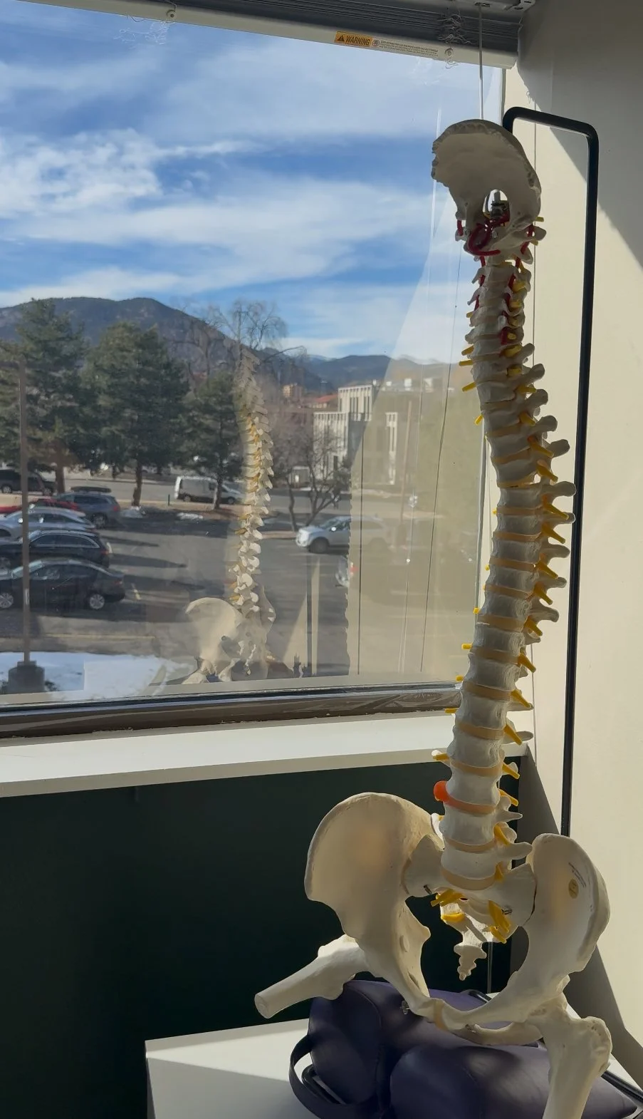 Spine model in the treatment room at Destination Chiropractic in Boulder