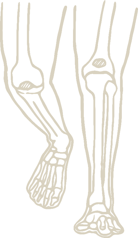 Line illustration of lower extremity anatomy