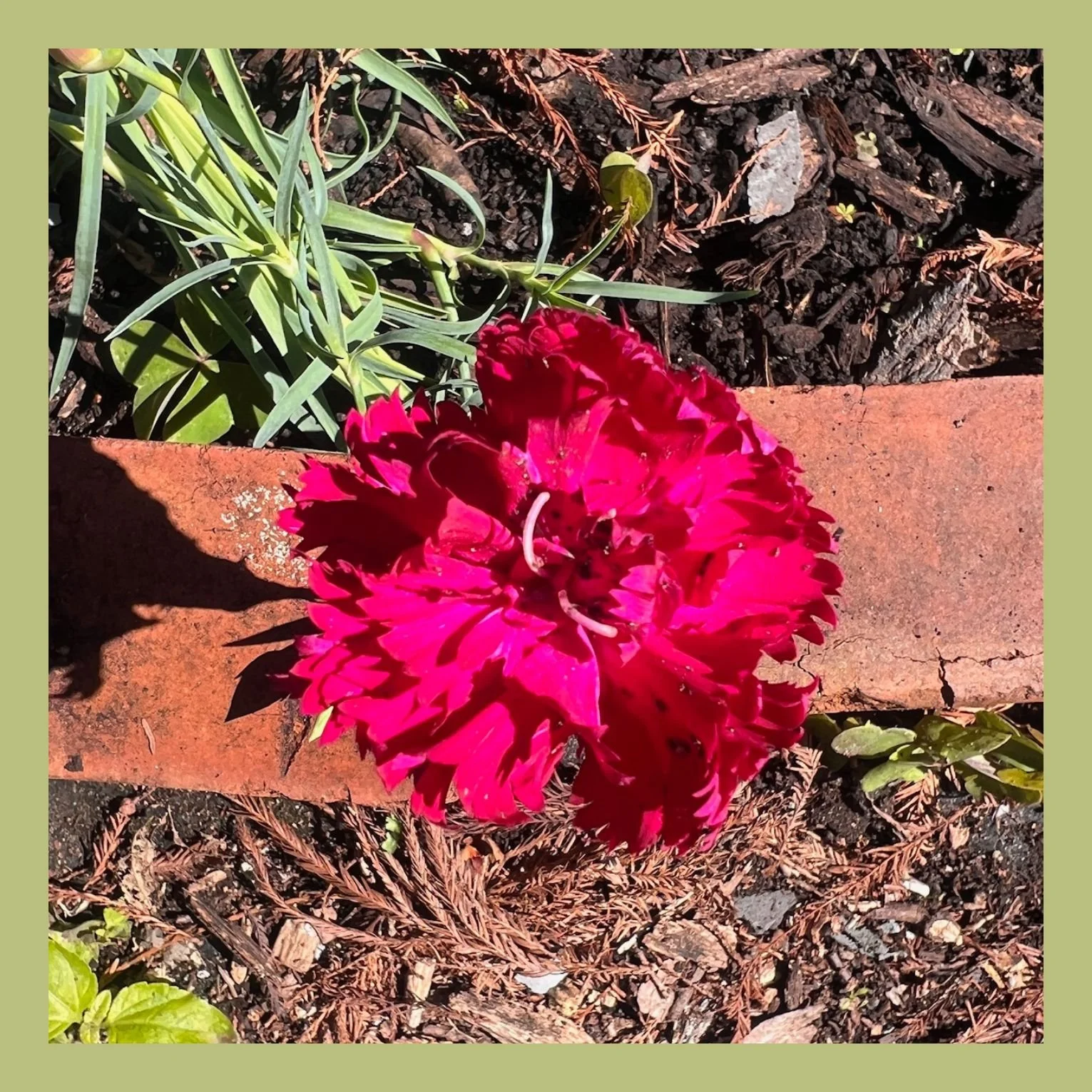 JTLC and Freedom to Grow Closed for Mardi Gras