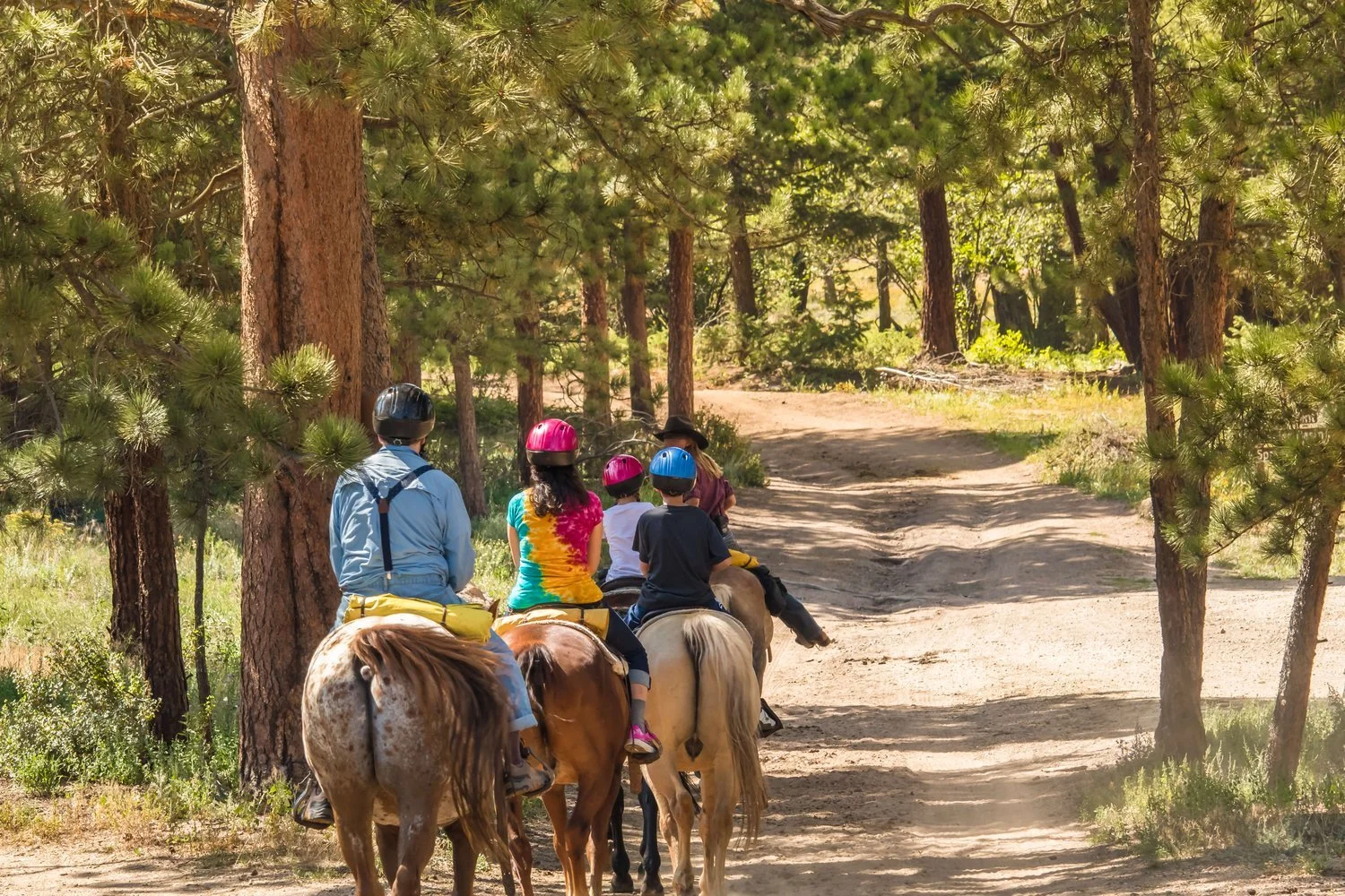 Group of horseback riders on a forest trail in the sunshine.