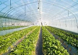 Interior of a greenhouse with rows of green plants.
