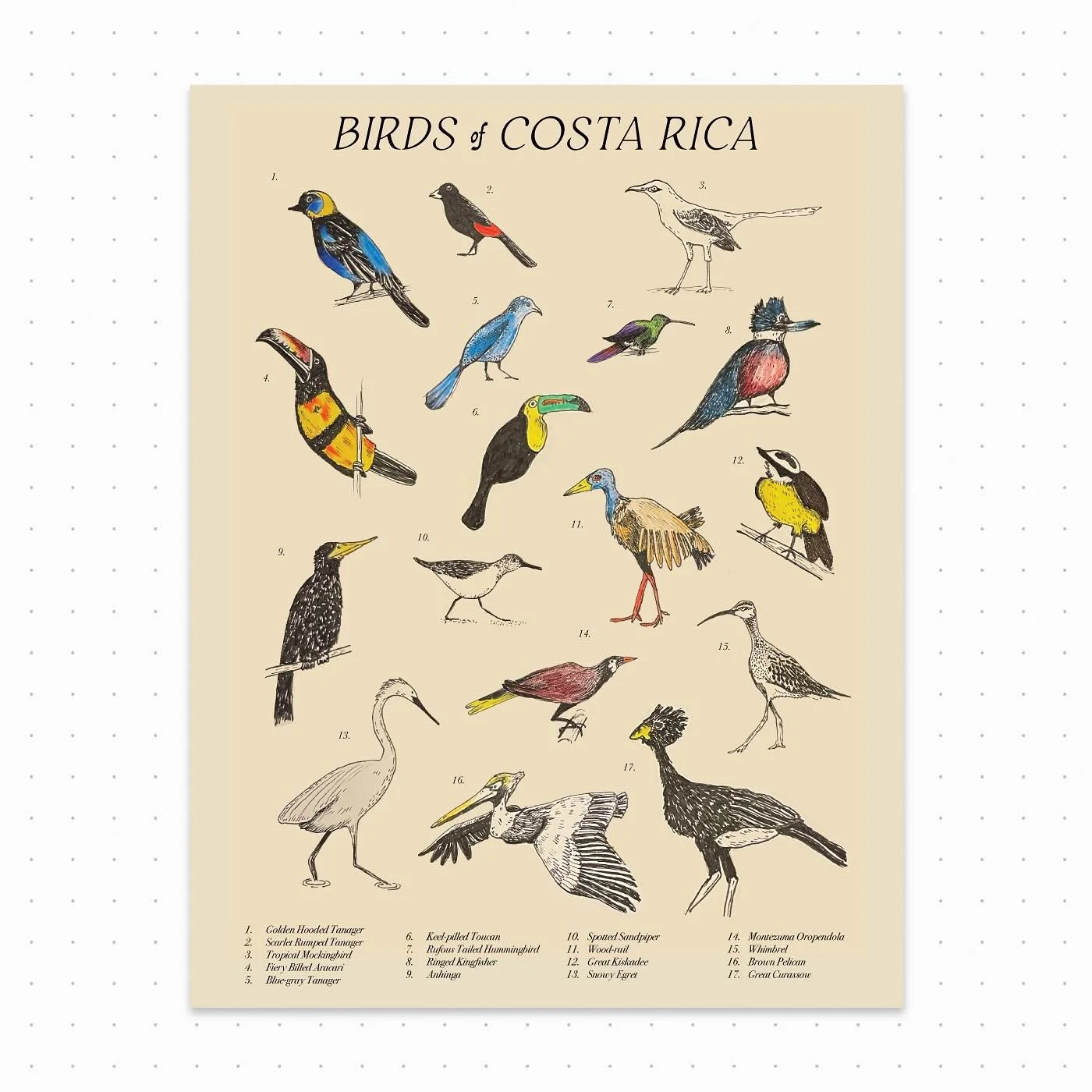 I&rsquo;m starting to get into bird watching and the birds of Costa Rica didn&rsquo;t disappoint 😍🦜

I decided to quickly make up myself a guide using all my little sketches, which made the perfect souvenir 😊 Which is your favourite?
.
.
.
Note: i
