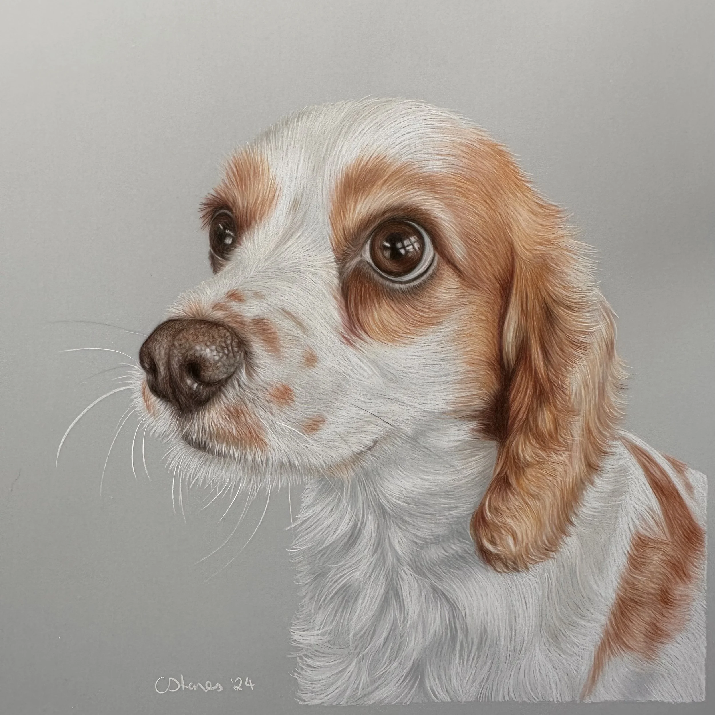 Drawing of a cute dog with brown and white fur, long floppy ears, and soulful eyes, looking to the left against a light gray background.