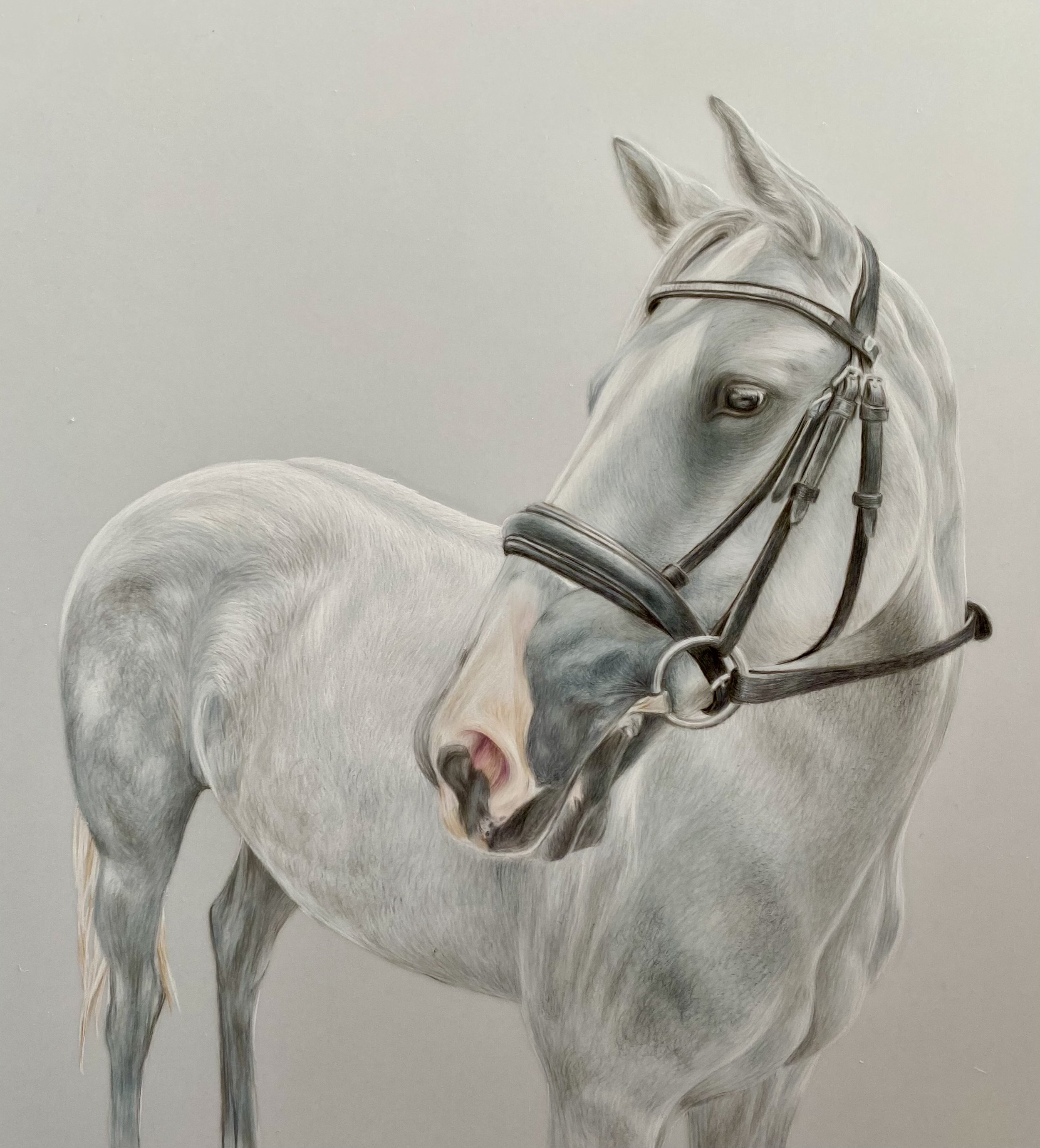 Detailed drawing of a white horse with a bridle, head turned slightly to the right, against a plain, gradient background.