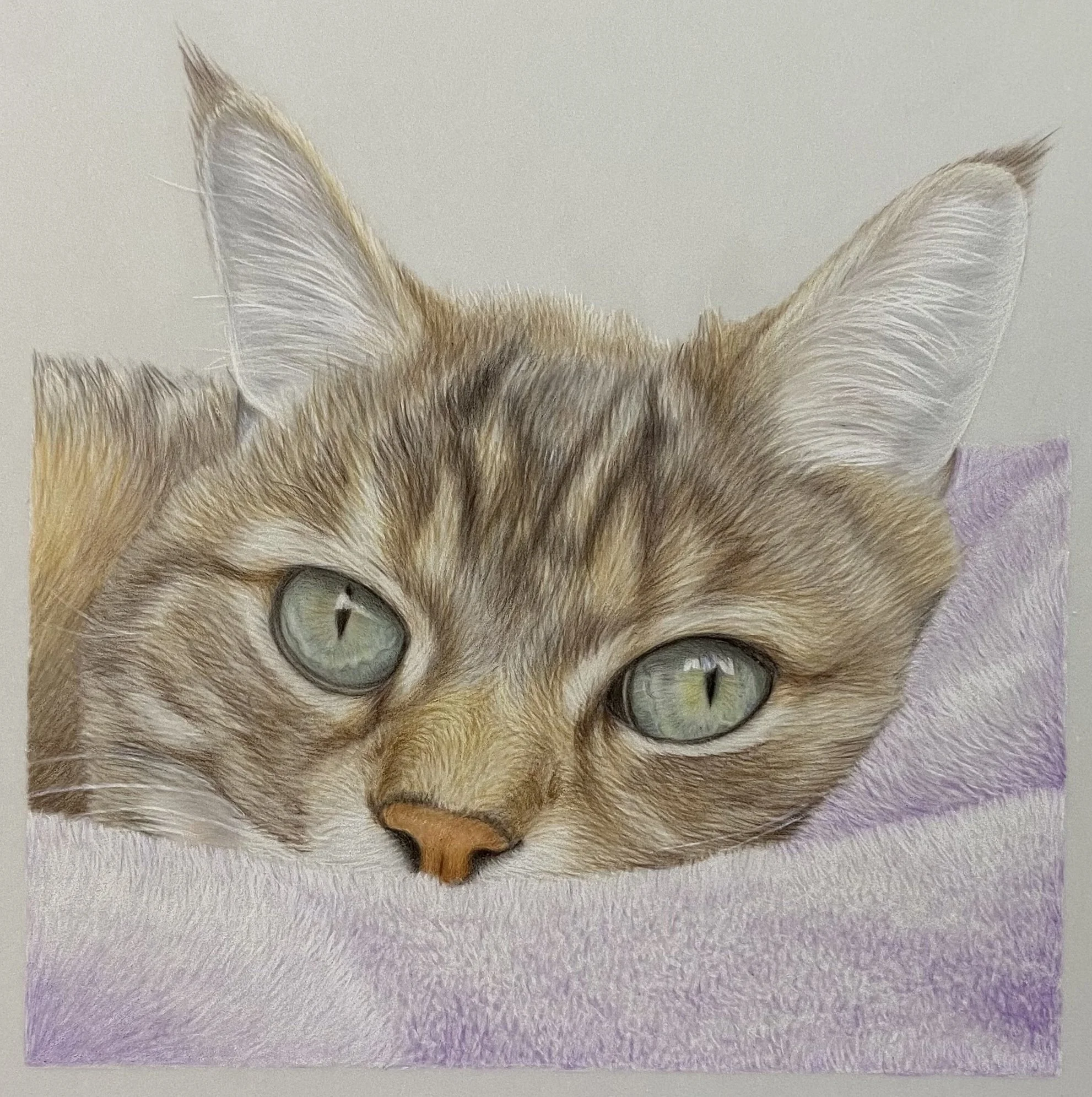 Close-up of a cat's face with light green eyes, resting on a purple blanket.