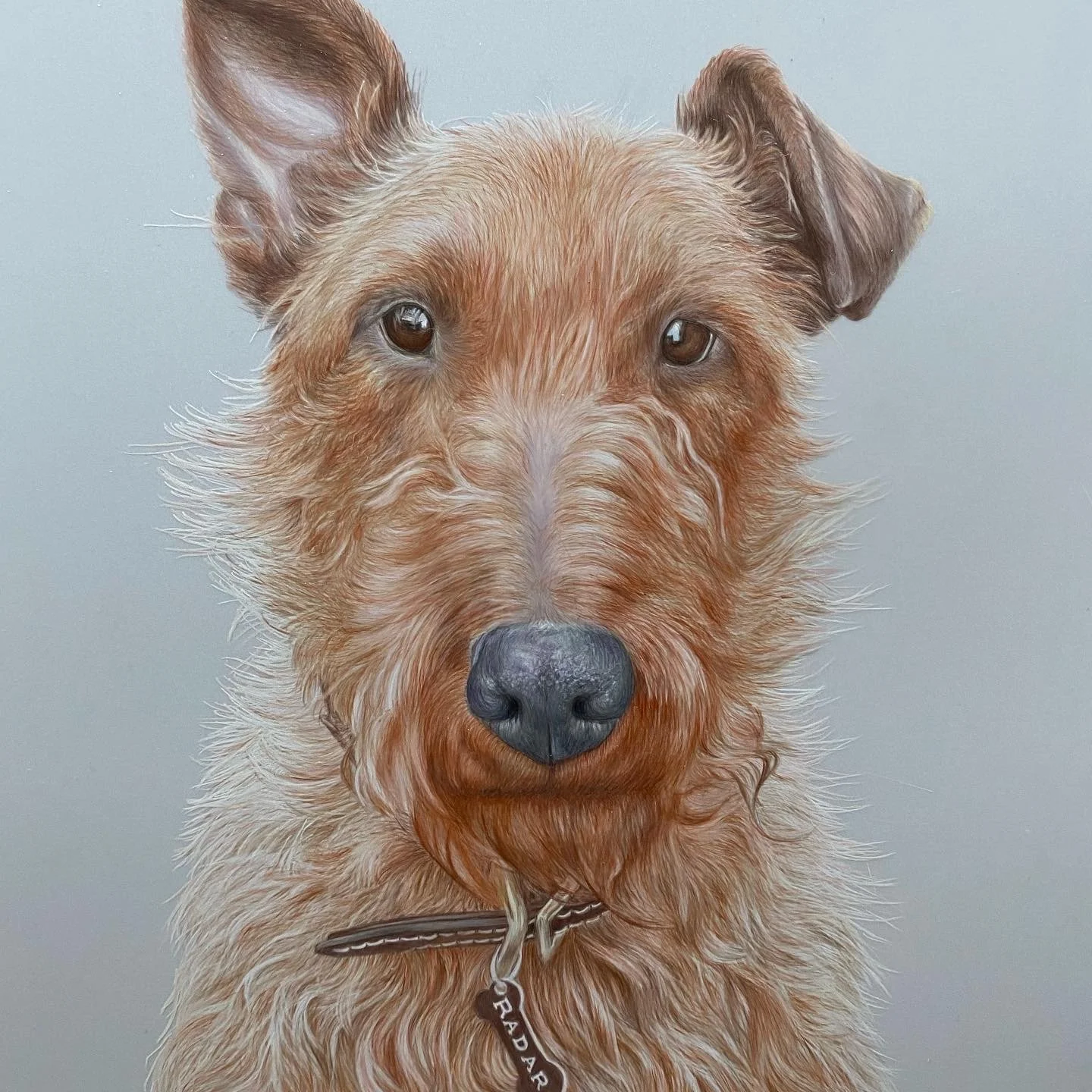 Close-up photo of a brown, scruffy dog with one ear upright and the other folded, wearing a collar with a small tag.