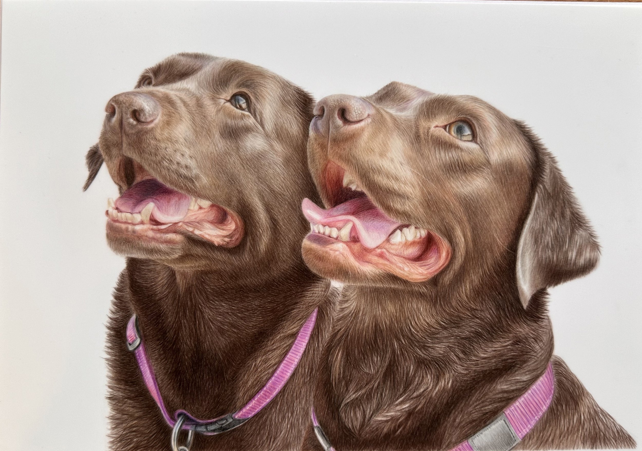 Two brown dogs with their mouths open, panting, wearing pink collars, facing slightly upward against a plain background.