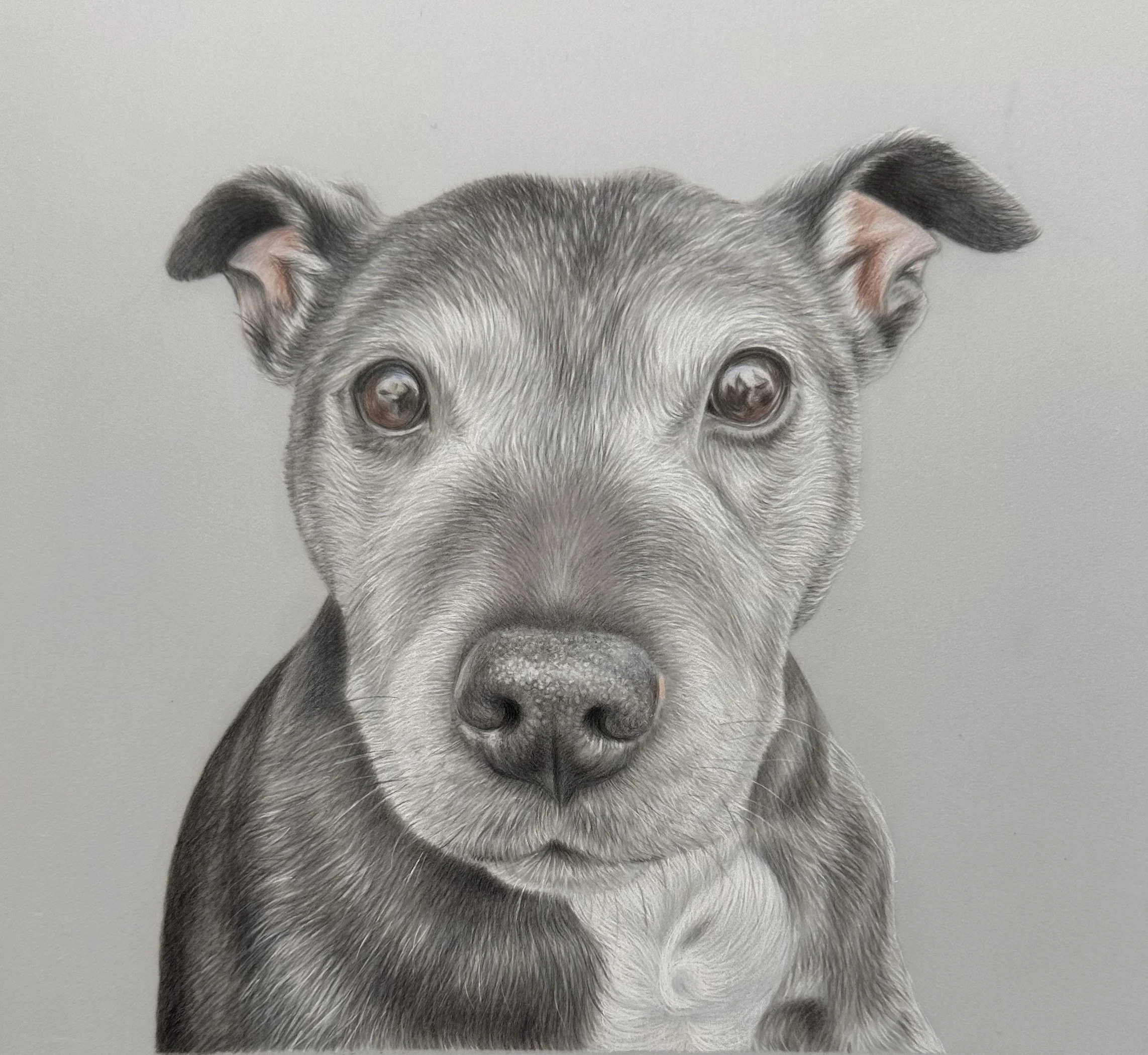 Close-up of a gray and black dog with a focused expression, against a plain gray background.