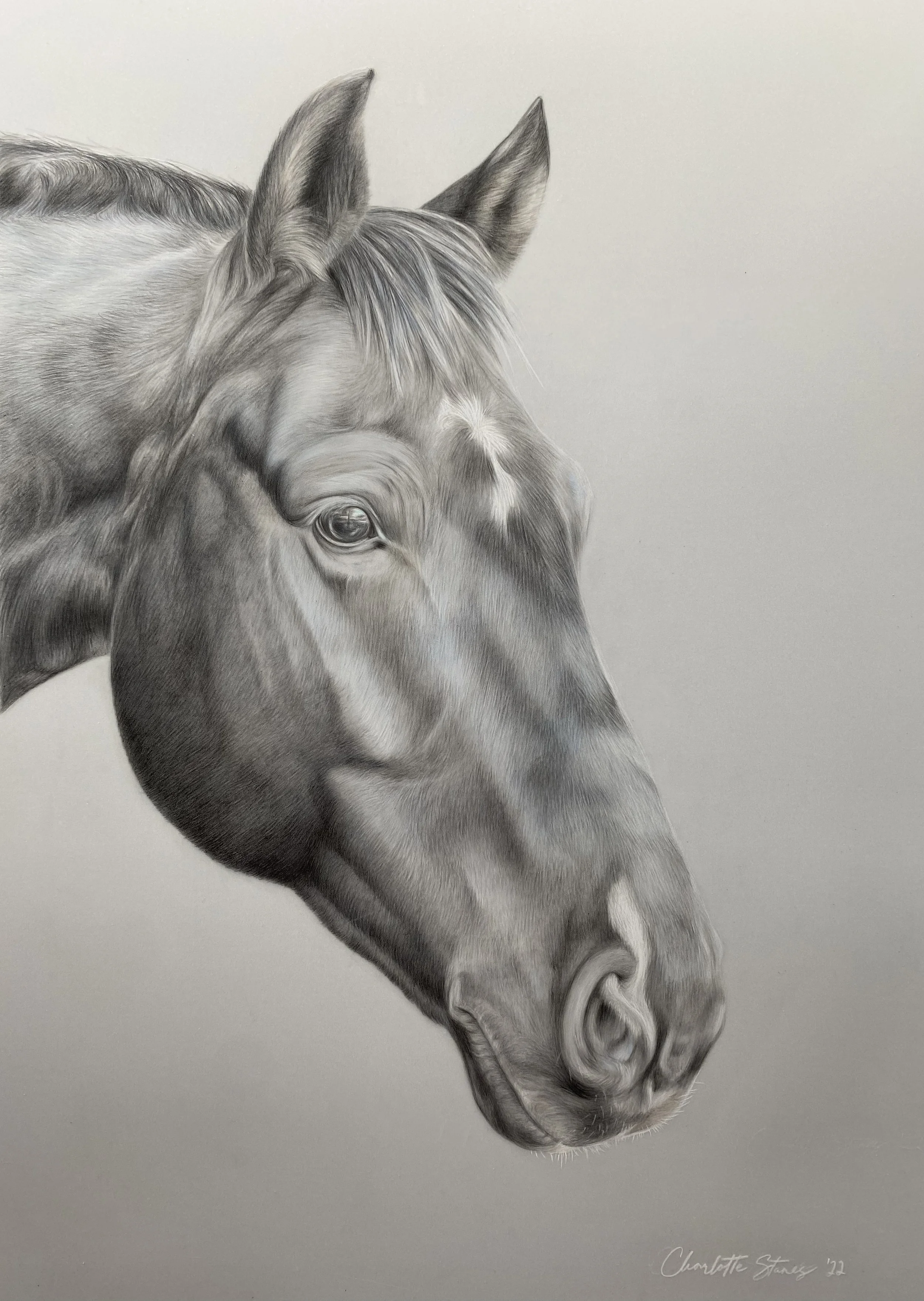 Detailed black and white pencil drawing of a horse's head, showing its eye, ears, and mane, against a plain background.
