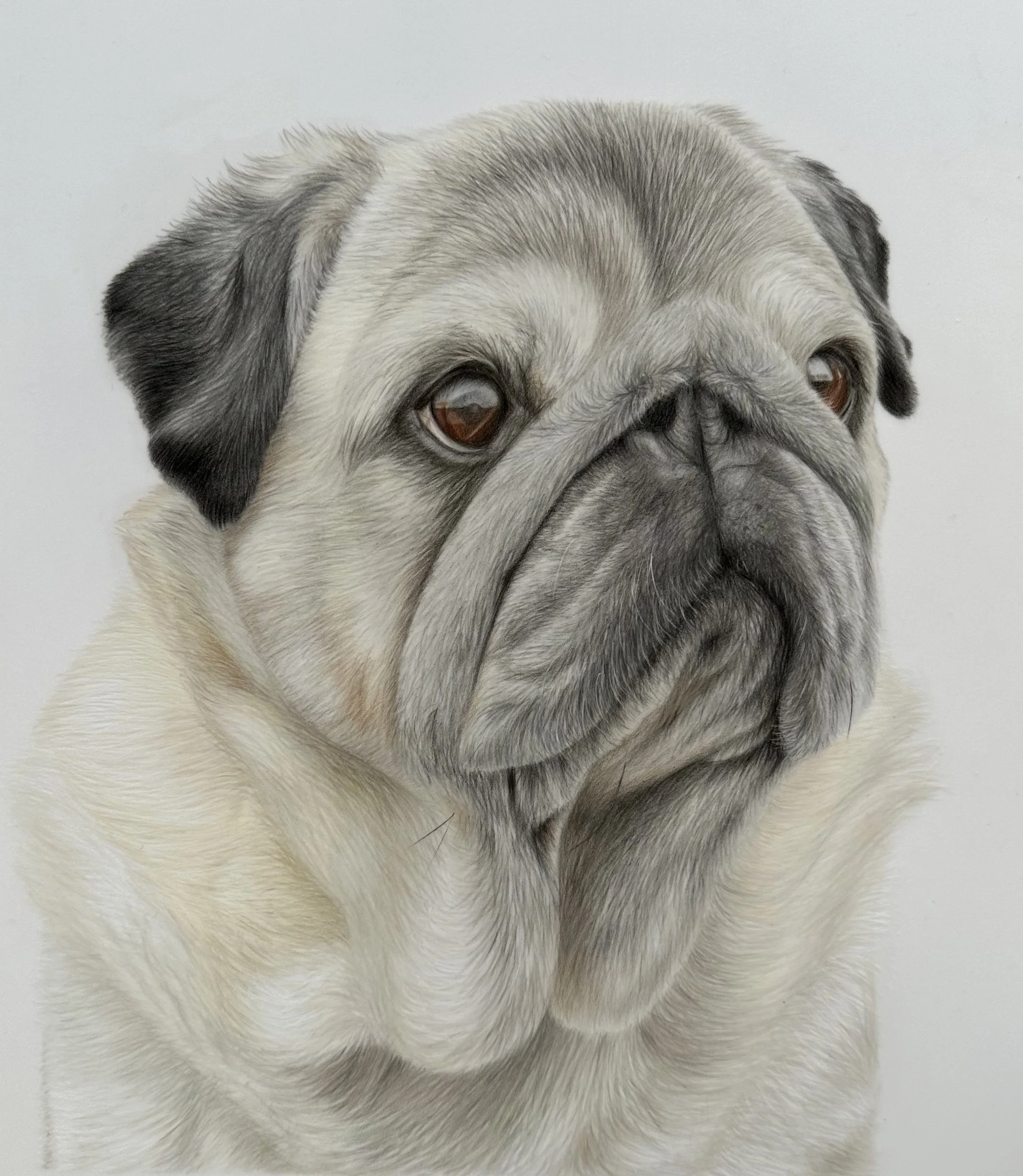 Photorealistic painting of a pug dog with a light-colored coat and dark facial features, set against a plain background.