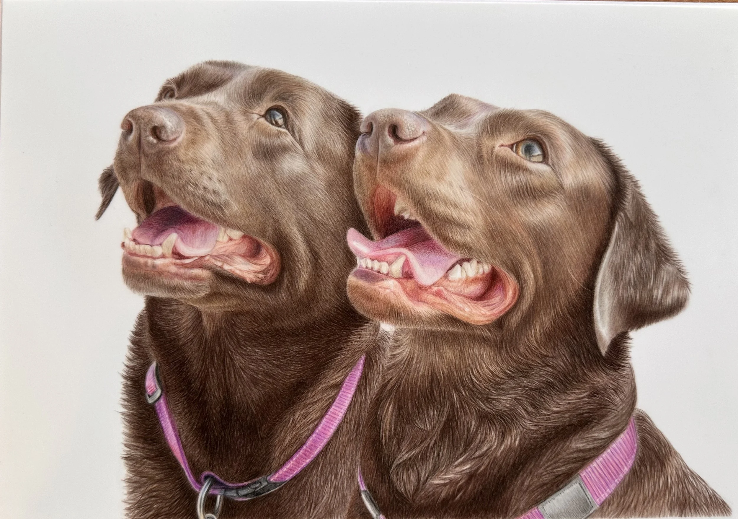 Two brown dogs with open mouths, showing their teeth and pink tongues, wearing pink collars, against a plain white background.