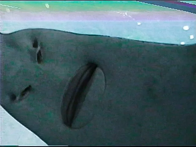 AQUARIUM 4-2.jpg