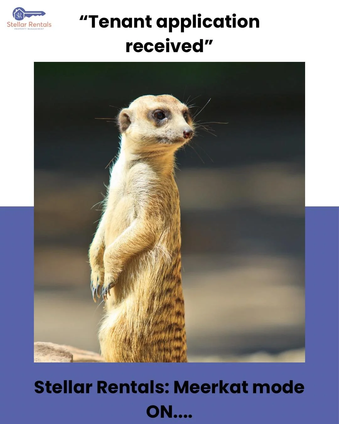 💆&zwj;♀️ You want peace of mind with your rental property? 
Expect Stellar Rentals to be super alert and thorough when selecting tenants. 🕵️ 💫🏡

#StellarRentals #meerkatdiligence #MeerkatMode #NotNoseyJustSmart #PropertManagementNZ