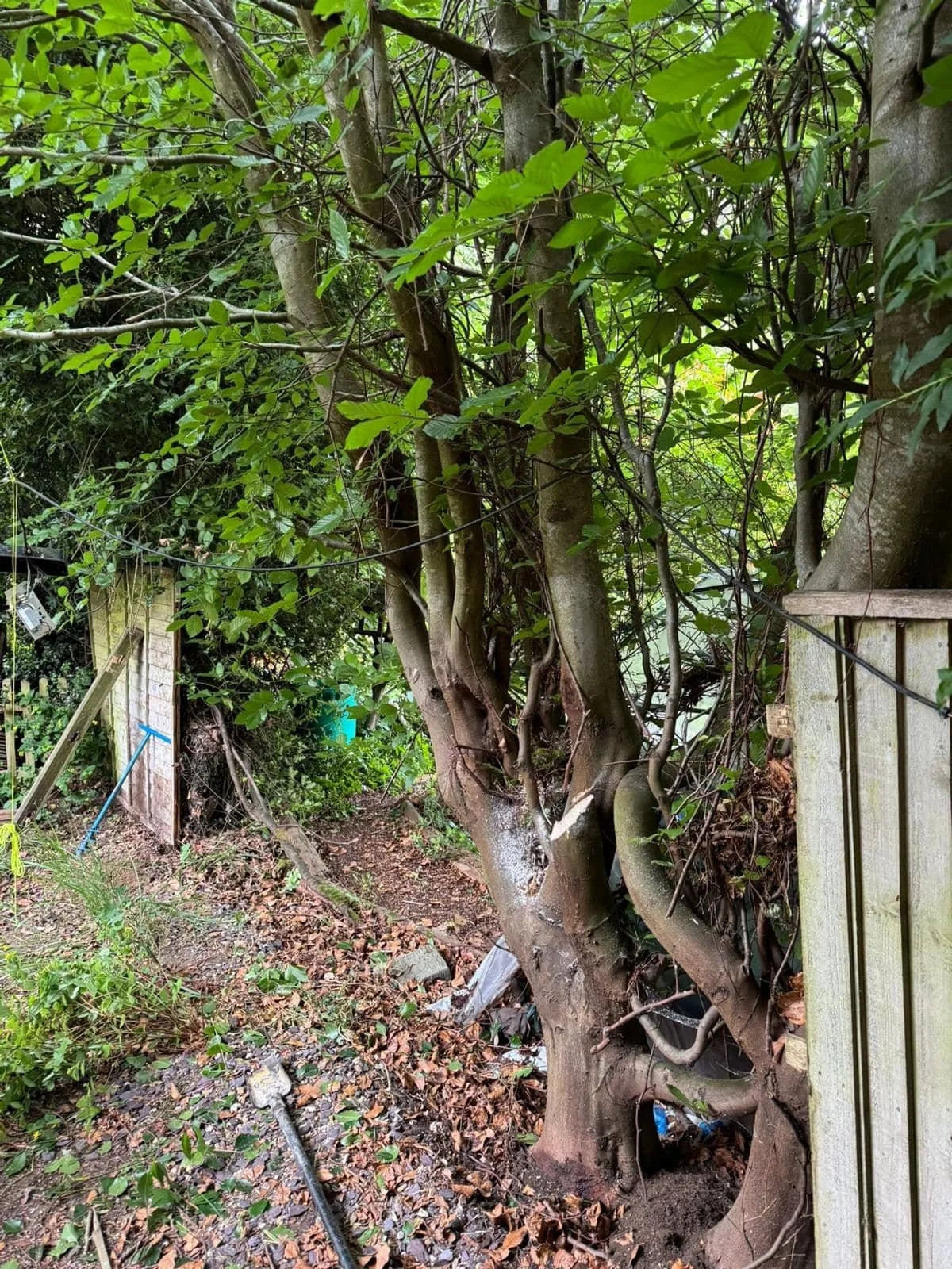 Overgrown tree and foliage pushing against the old fence line in Farnham showing the cause of the original fence failure.