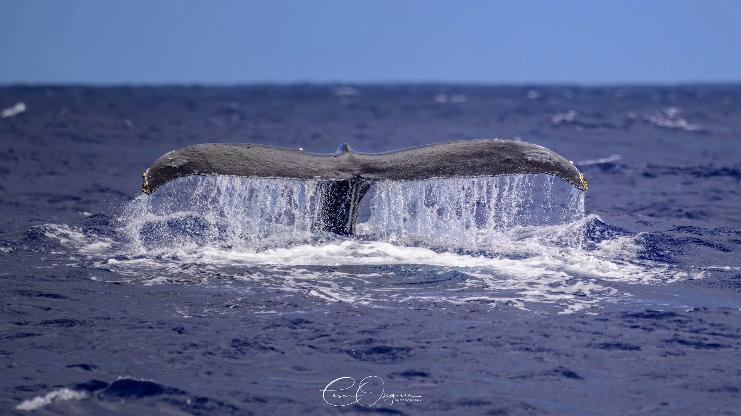 A whale's tail, or fluke, rising from the ocean with water cascading off the edges.