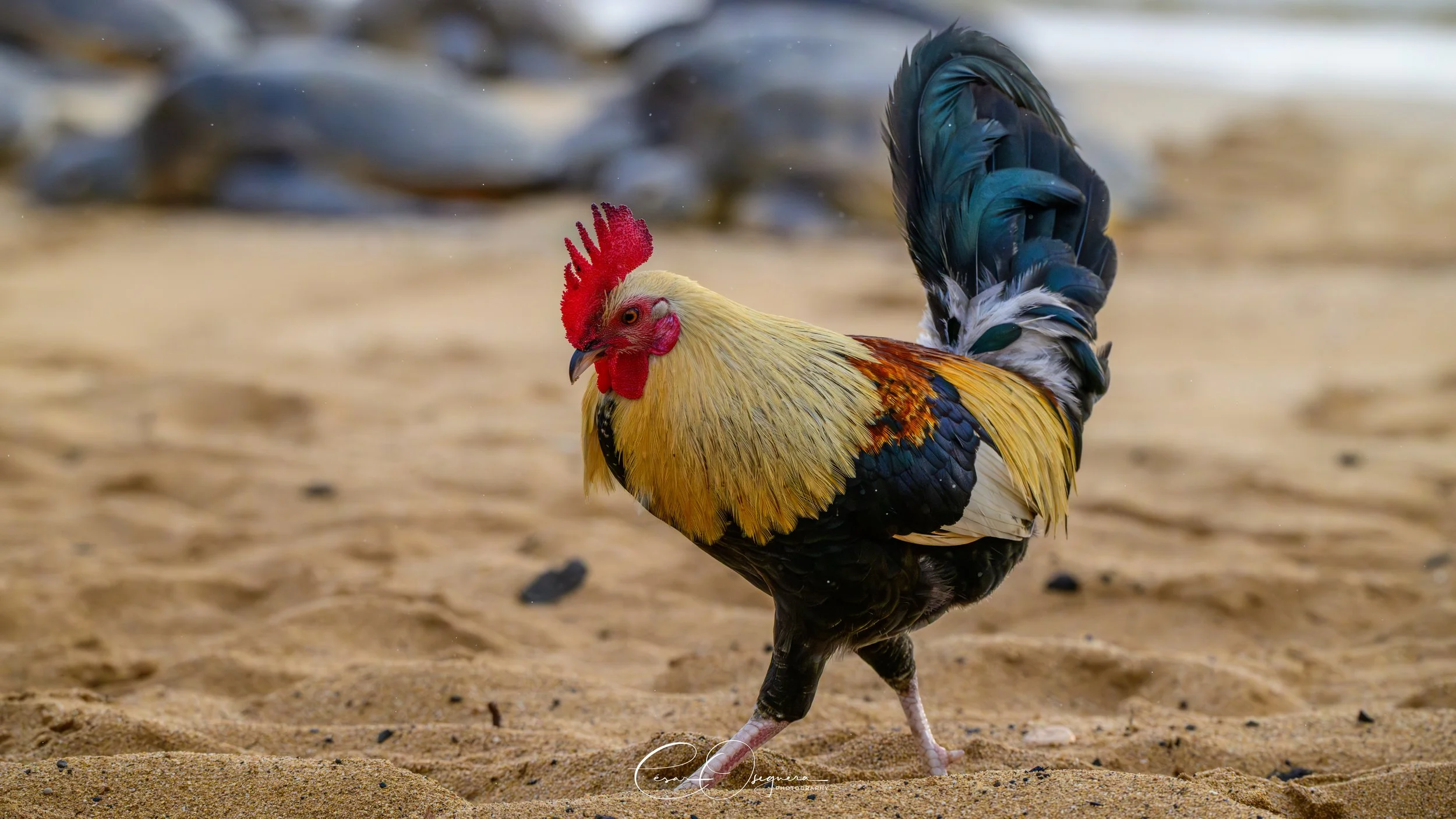 A colorful rooster walking on sandy ground with blurred background.
