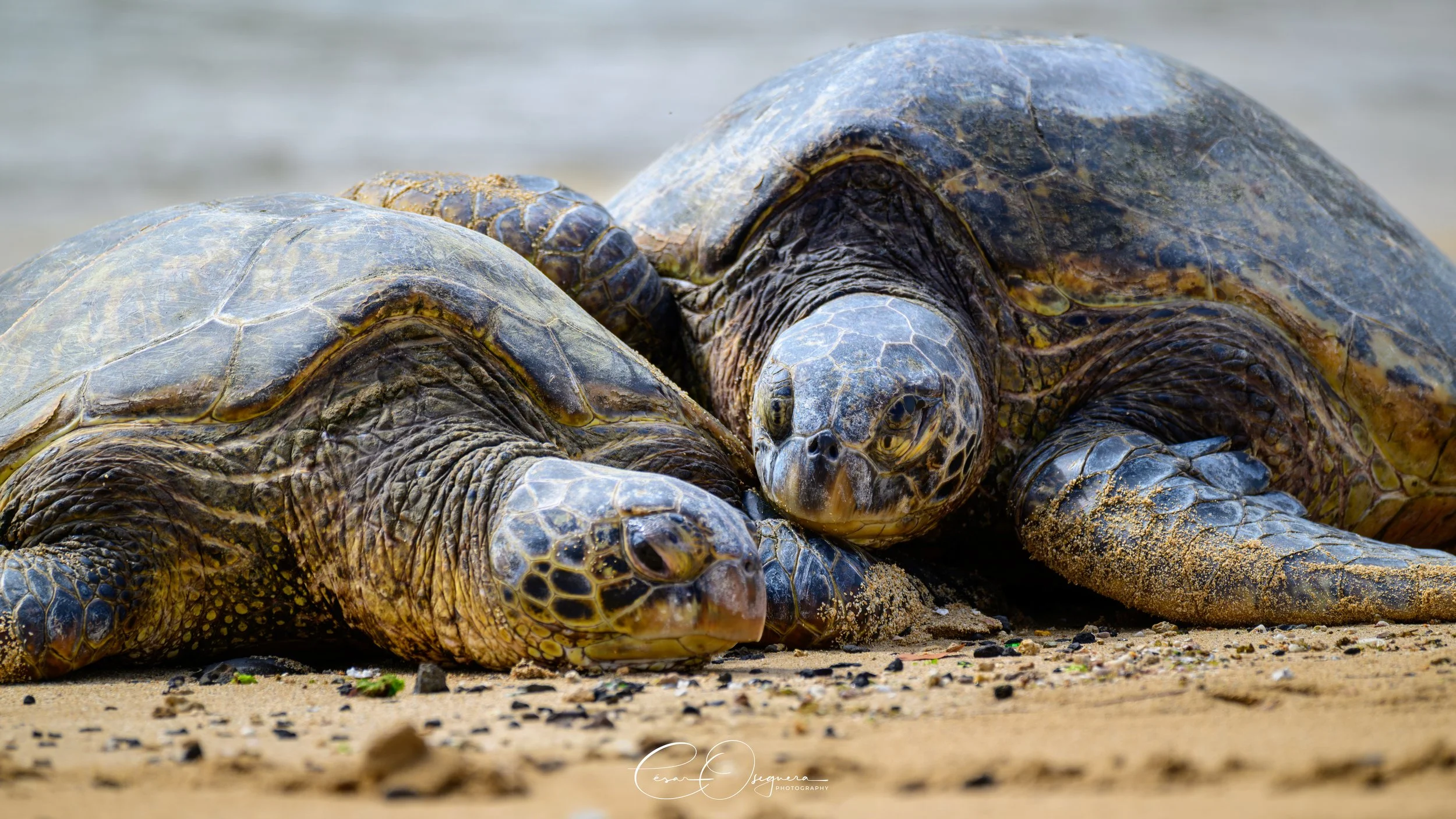 Two sea turtles resting on a sandy beach with some small rocks and sand on their shells.