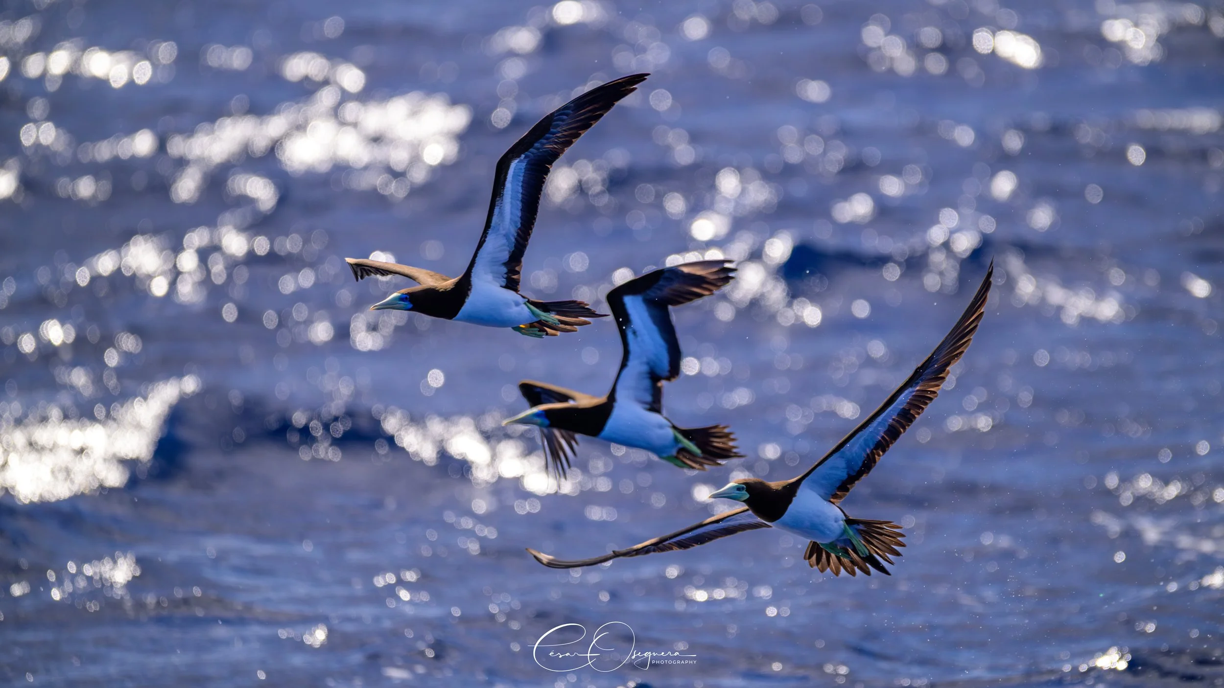 Four brown and white seabirds flying over water with sparkling reflections.