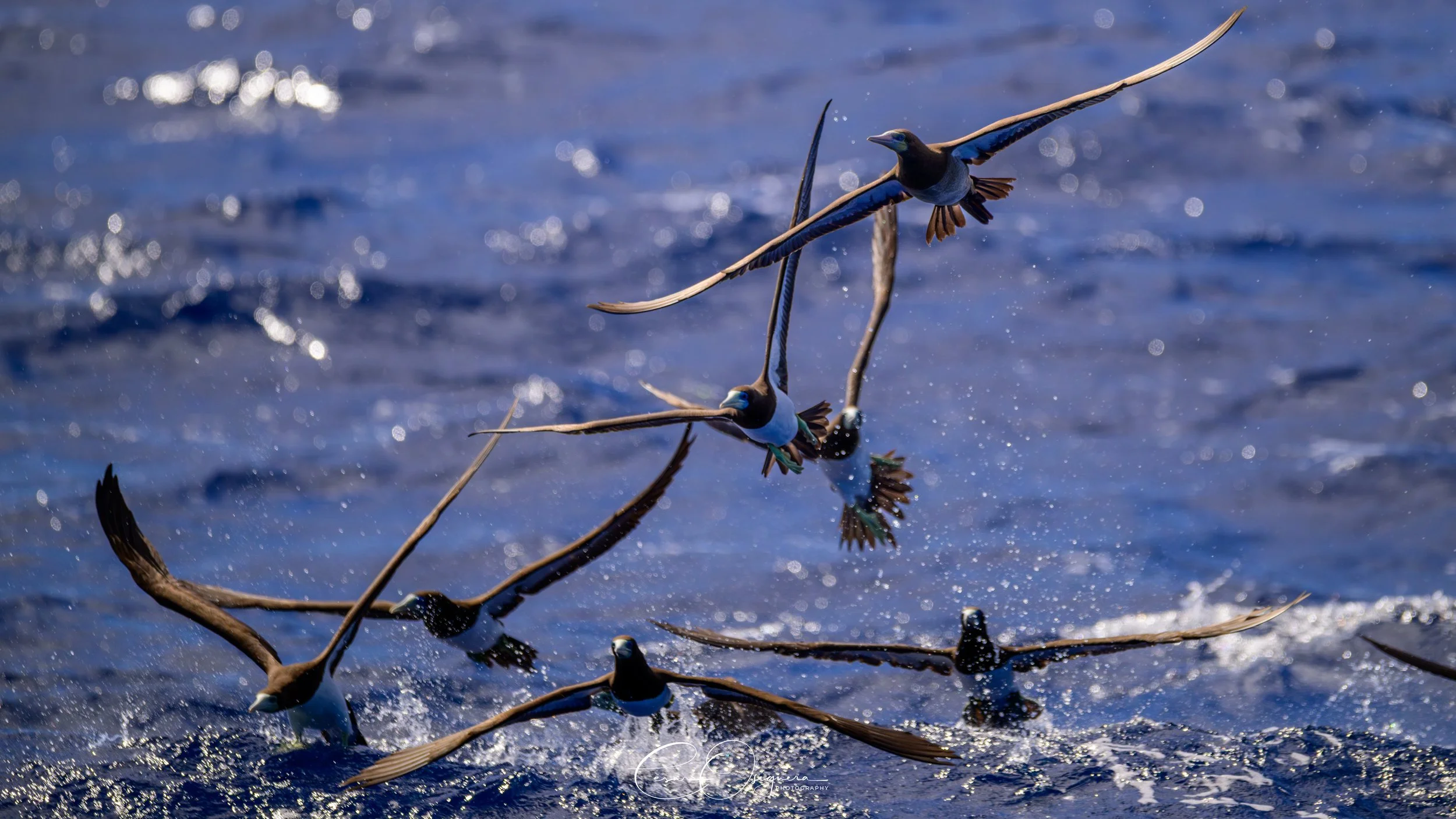 Seagulls flying over the ocean, skimming the water surface and creating splashes, with a blue sky reflected on the water.
