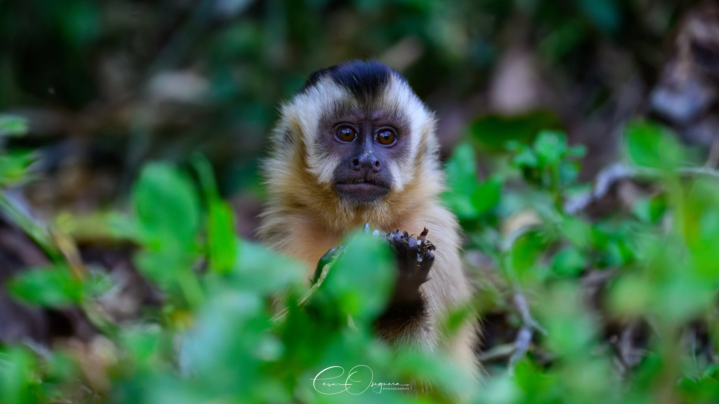 A young capuchin monkey with a black crest and light brown fur, sitting among green leaves and looking directly at the camera with wide, brown eyes.