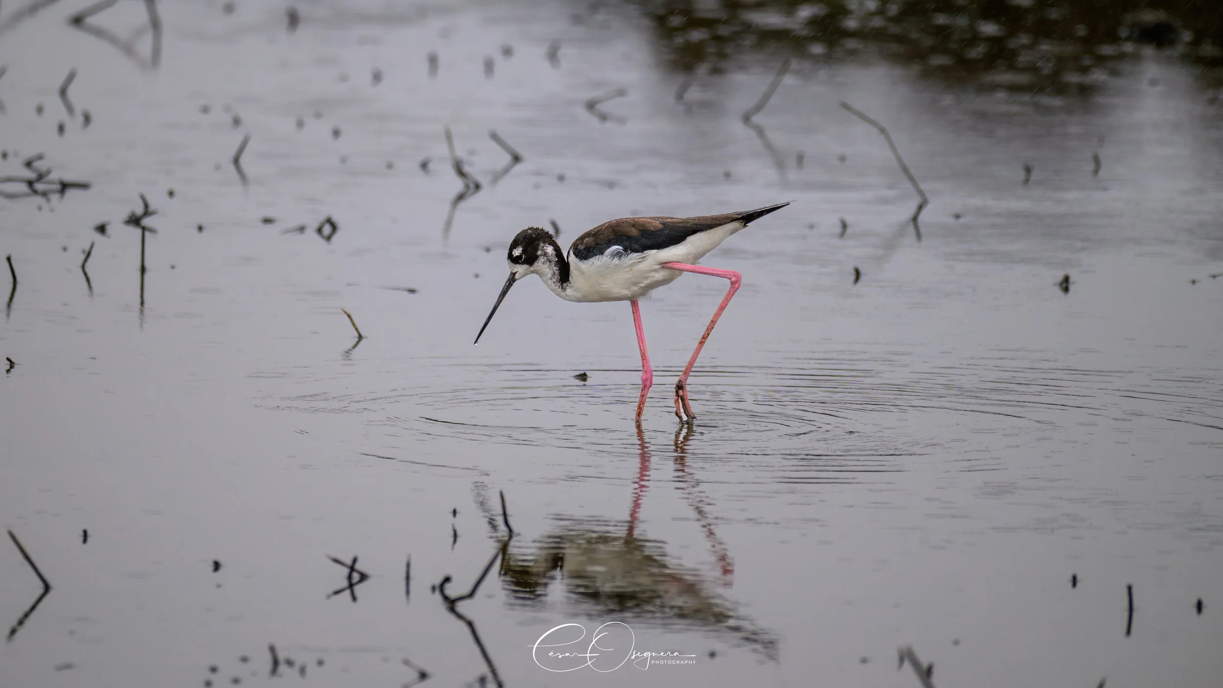 A black-and-white bird with long pink legs wading in a shallow body of water, with the bird's reflection visible on the water's surface.