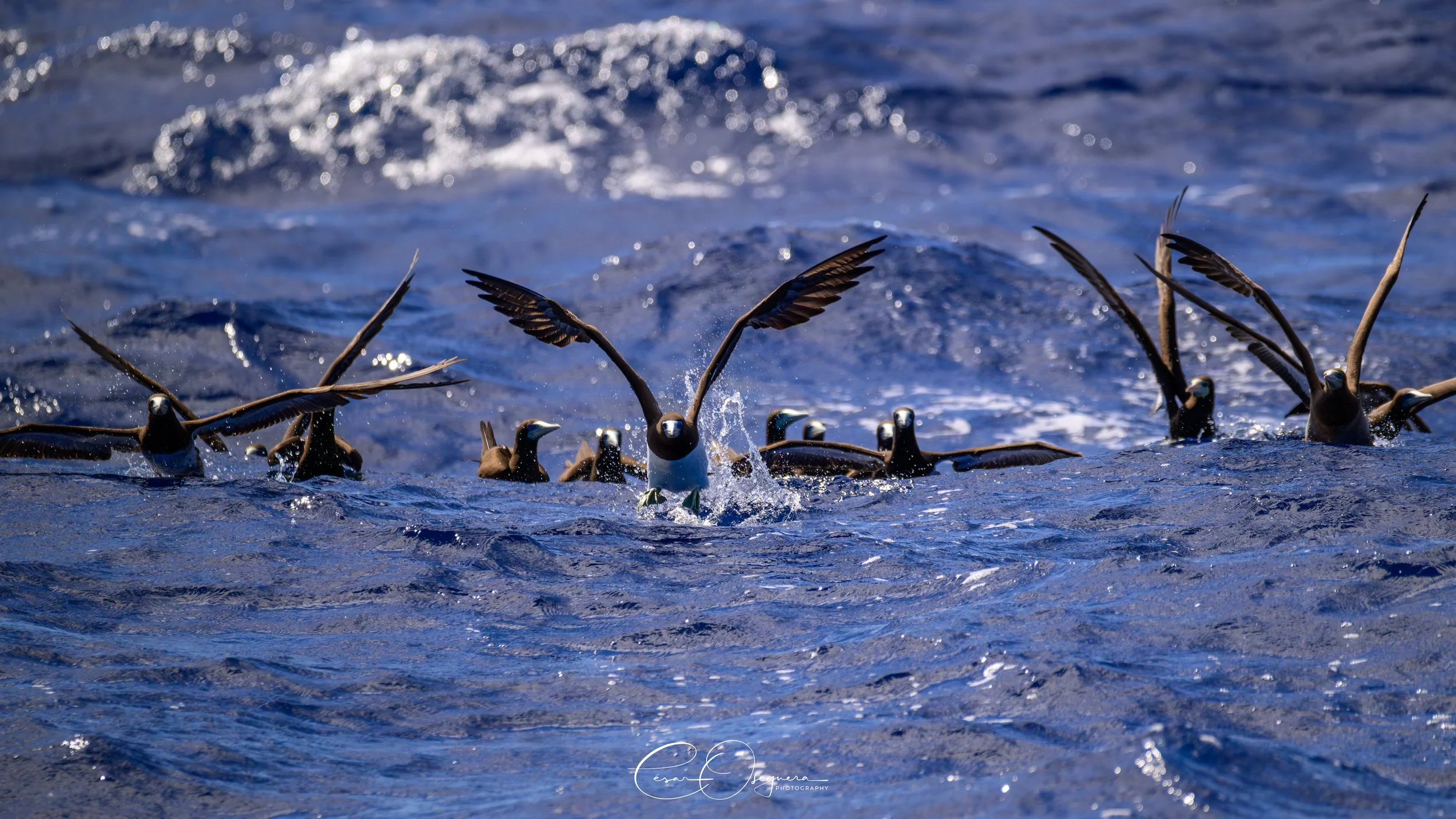 A group of seabirds, including a puffin and others, flying low over the ocean waves with splashes of water.