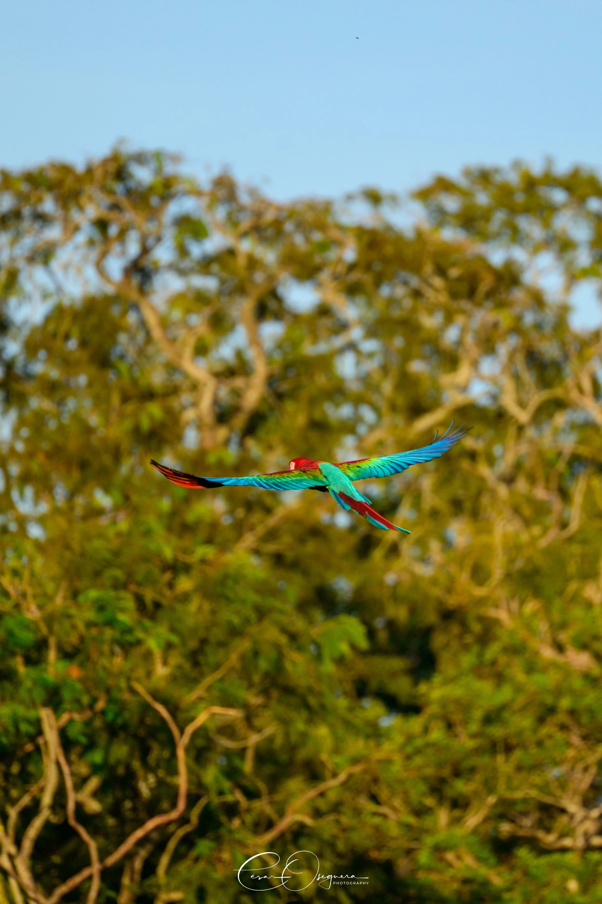 Colorful parrot flying in front of green trees under a blue sky.