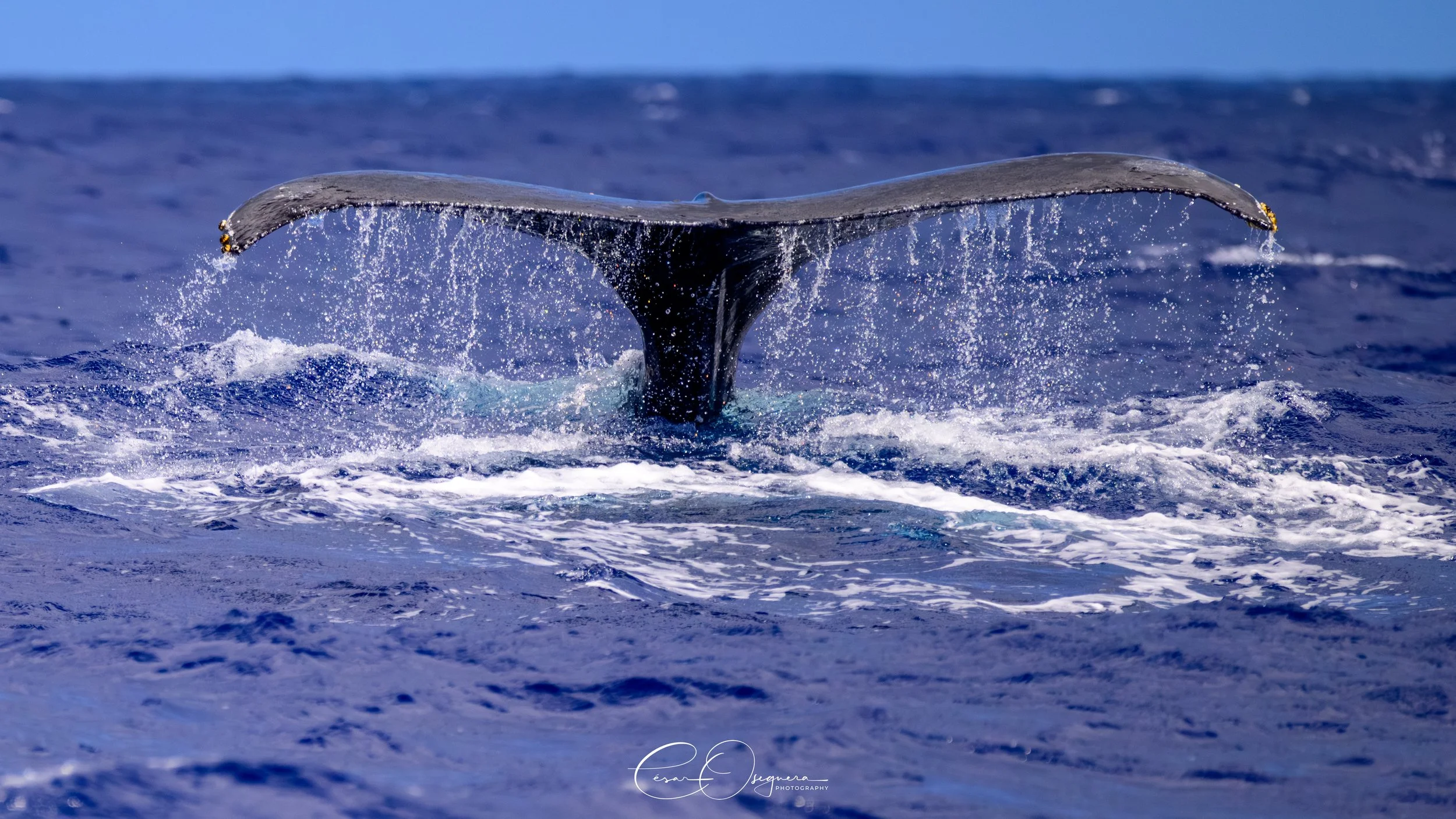 A whale's tail coming out of the ocean.