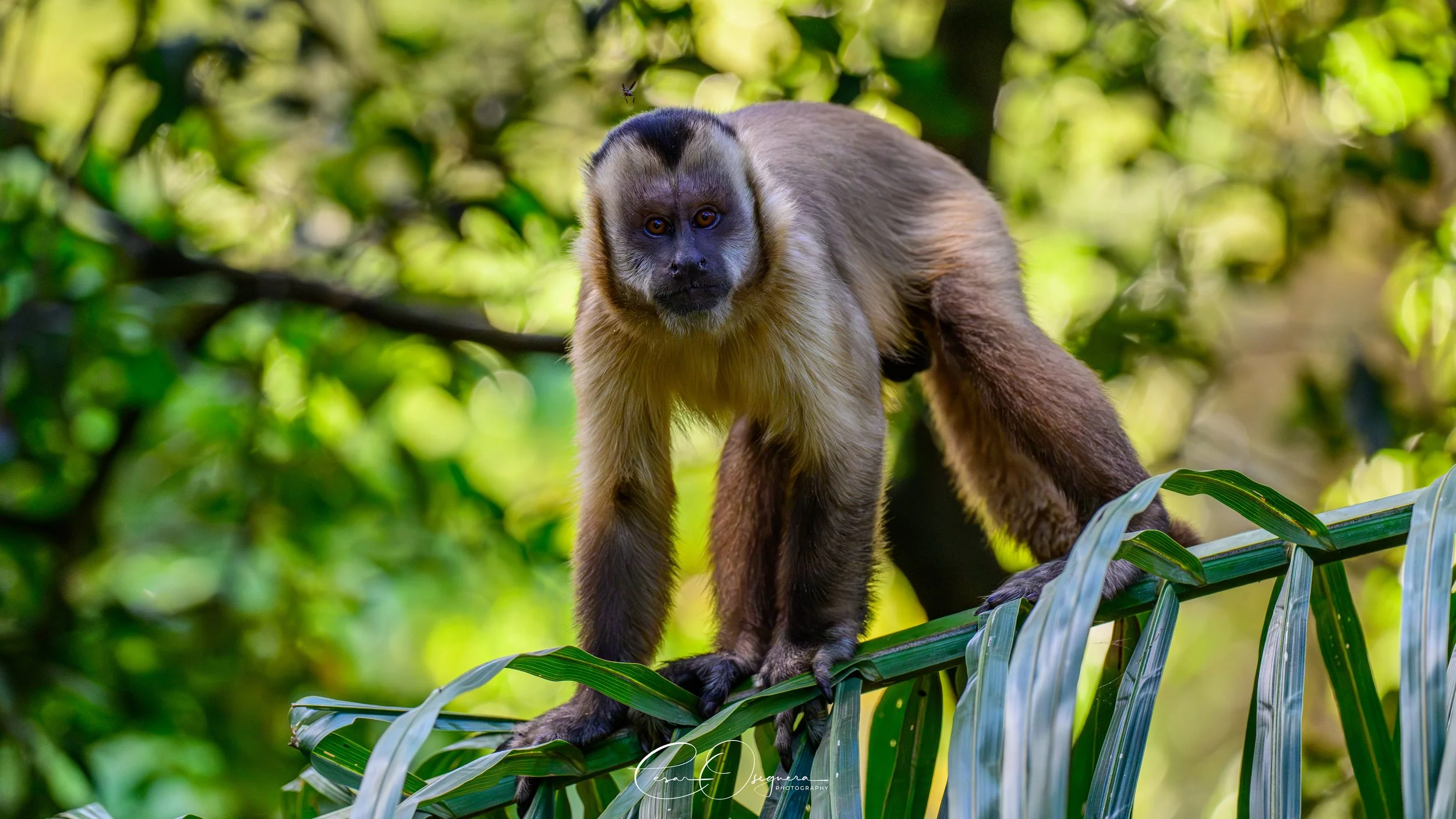 Brown primate with a dark face and white ring around eyes on green foliage