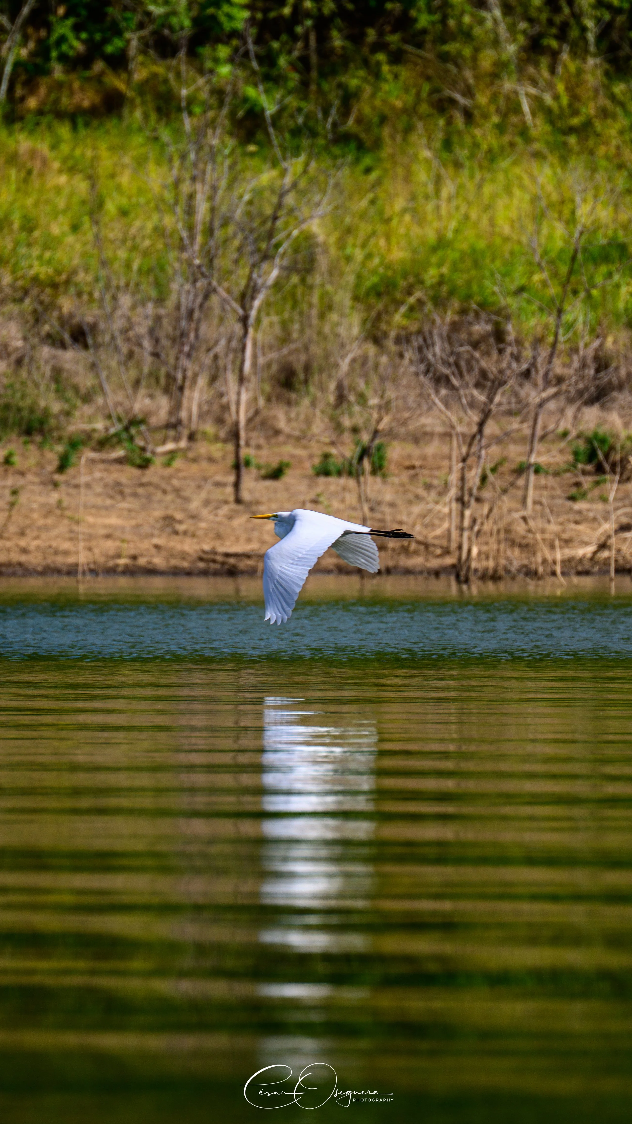 A white bird flying low over a body of water with a background of trees and shrubs.