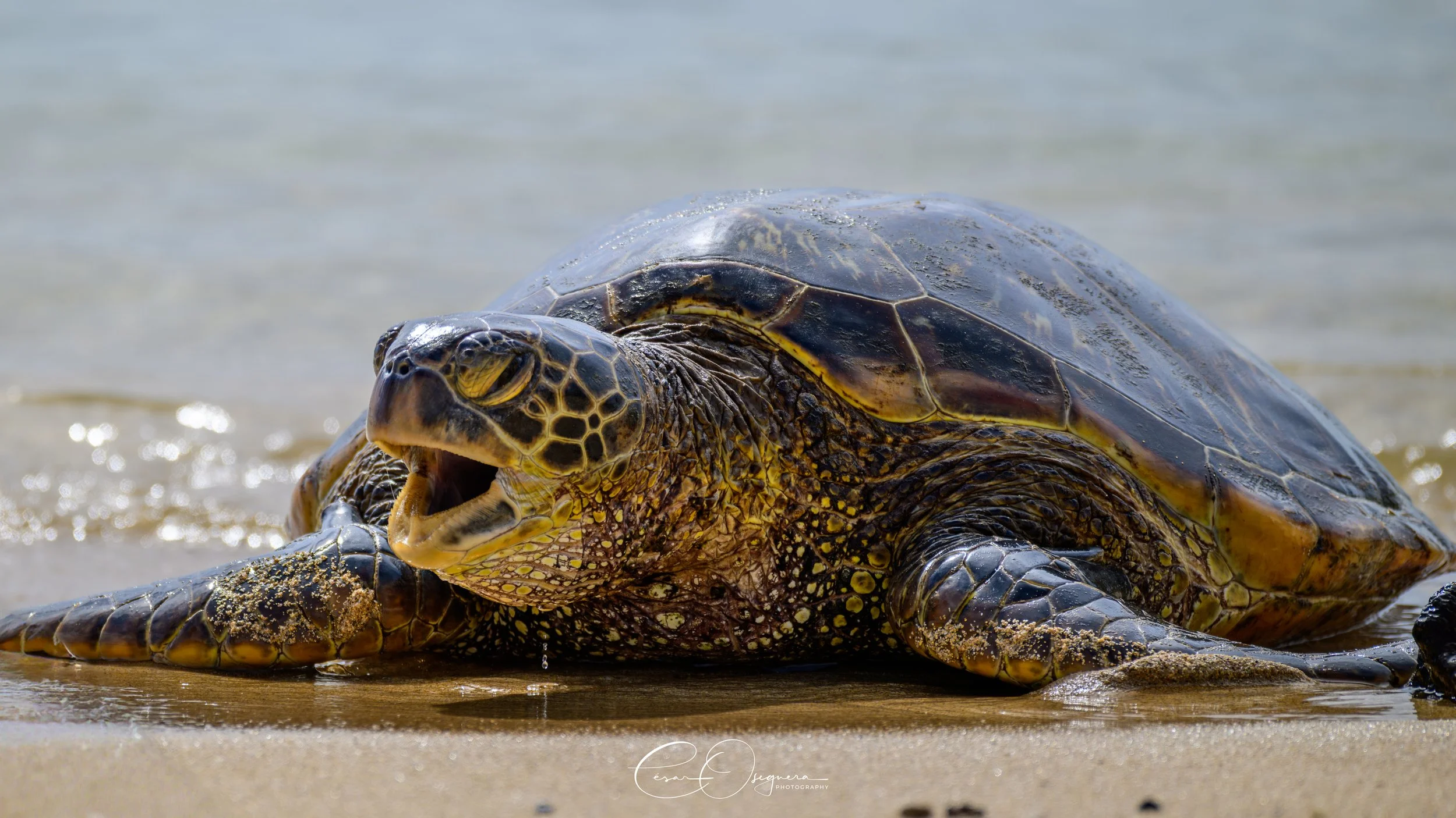 A large sea turtle on the shoreline with its mouth open, sand on its front flipper, and water in the background.