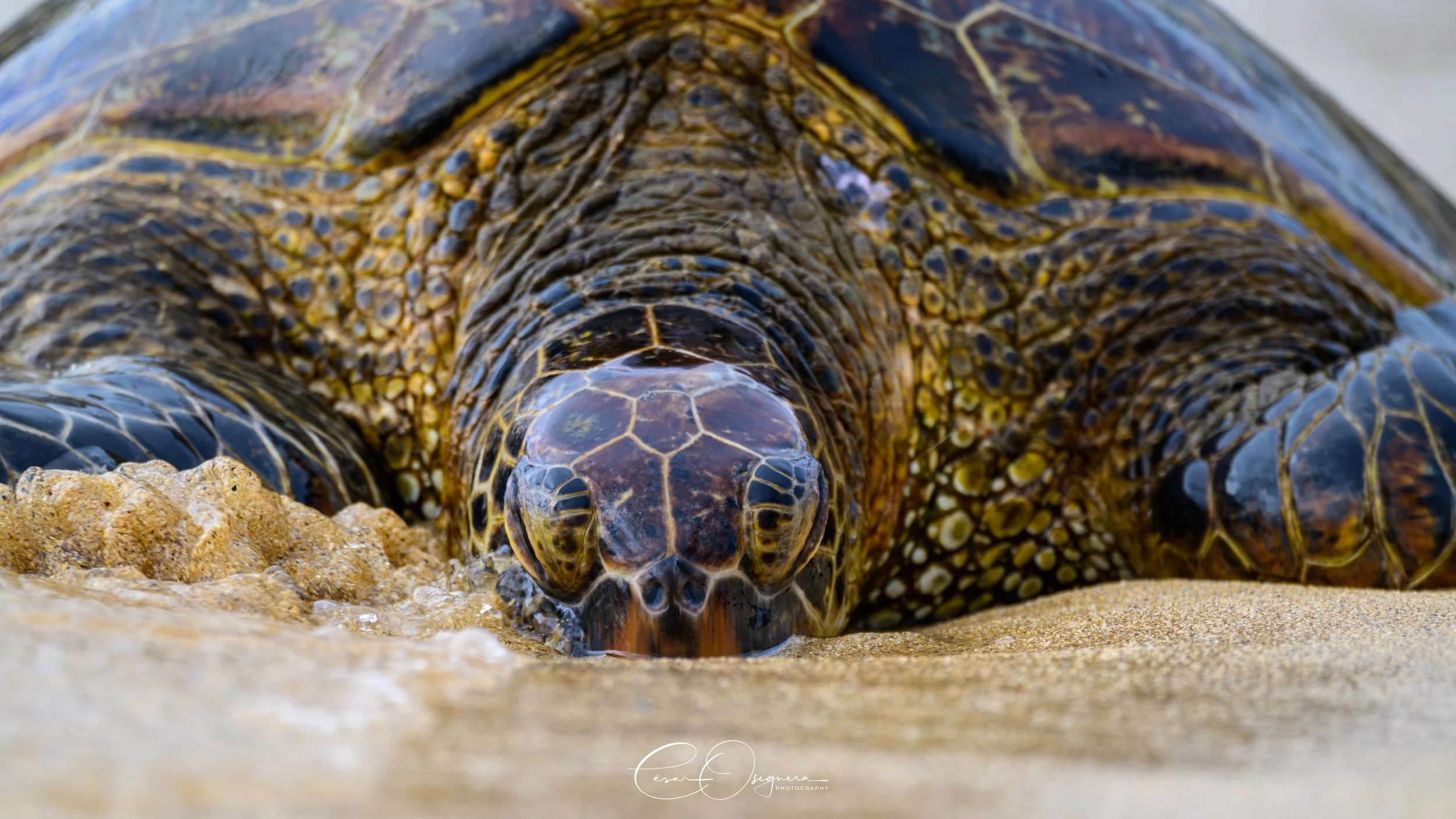 Close-up of a sea turtle's face and head resting on sandy beach with webbed flippers partially visible.