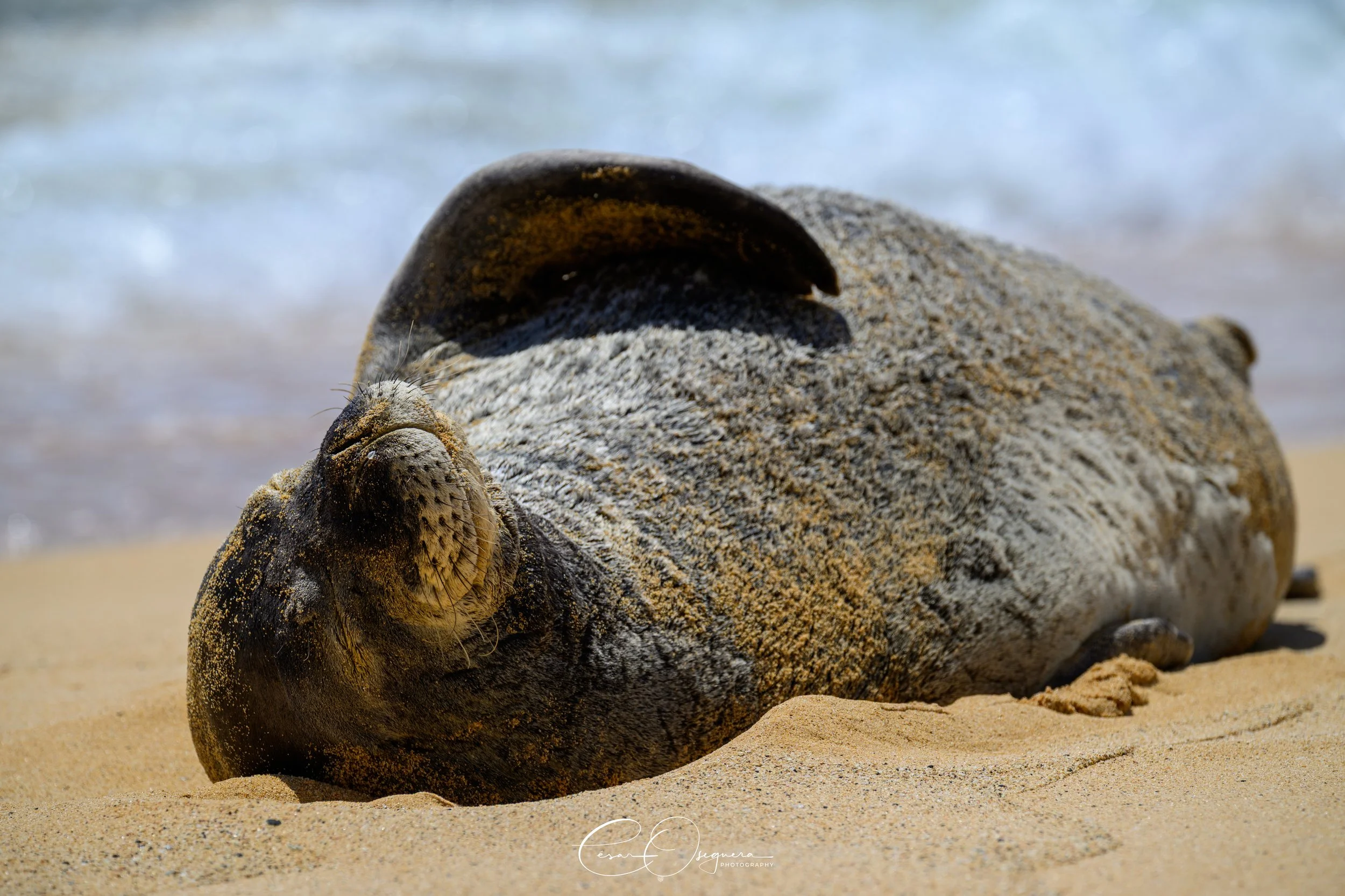A seals lying on a sandy beach near the ocean, with one seal resting its head on the sand and sand on its face and body.