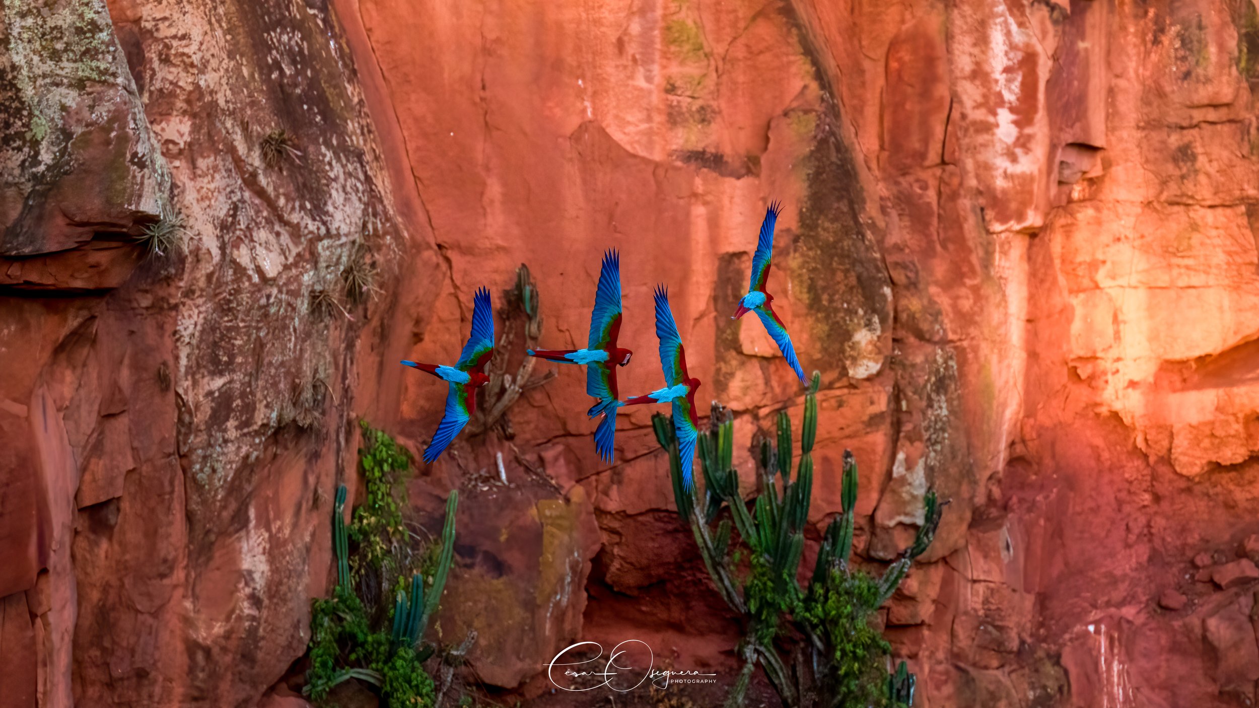 Colorful parrots flying near desert plants against a red rock cliff.