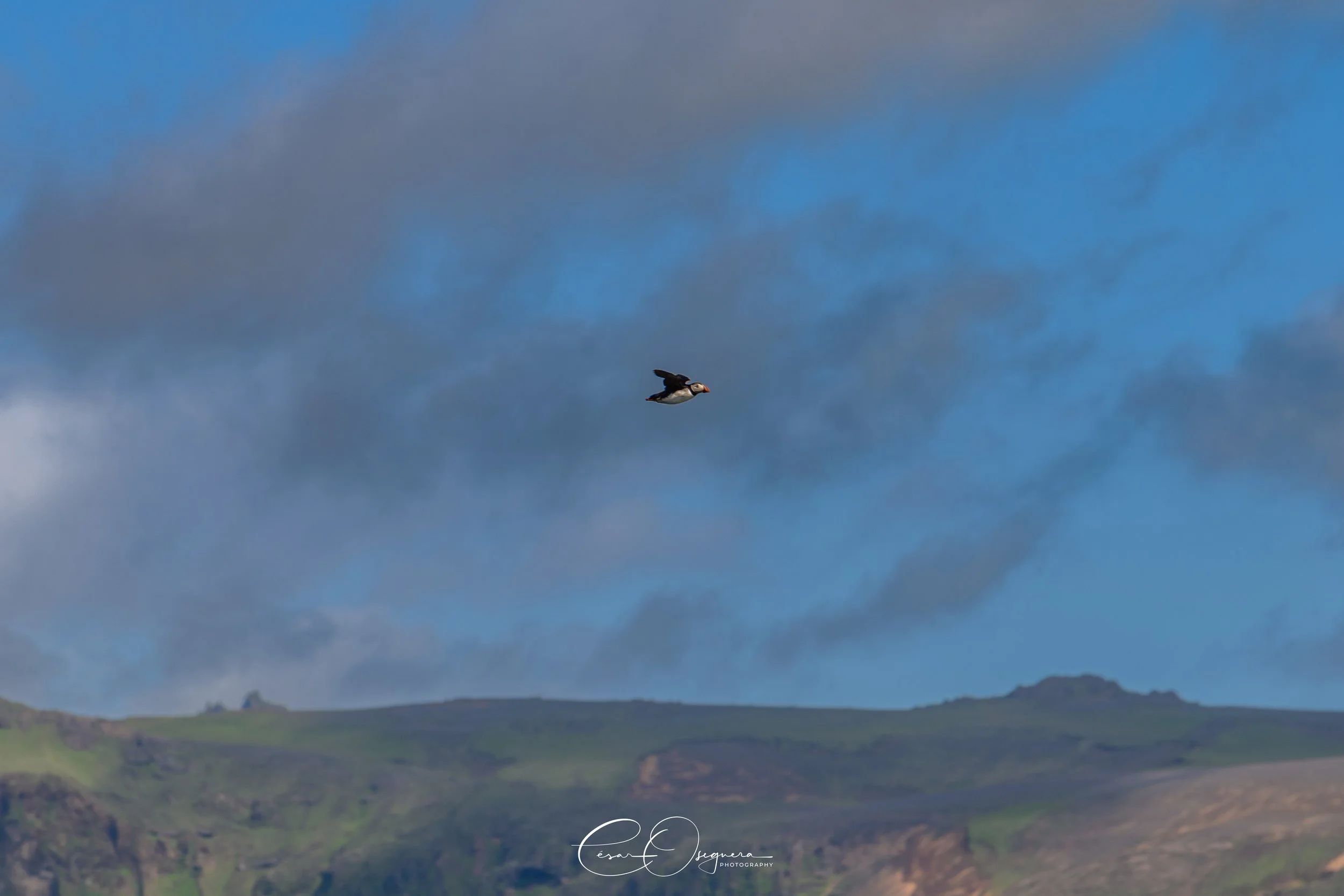 A bird flying over a green hilly landscape with a cloudy sky in the background.