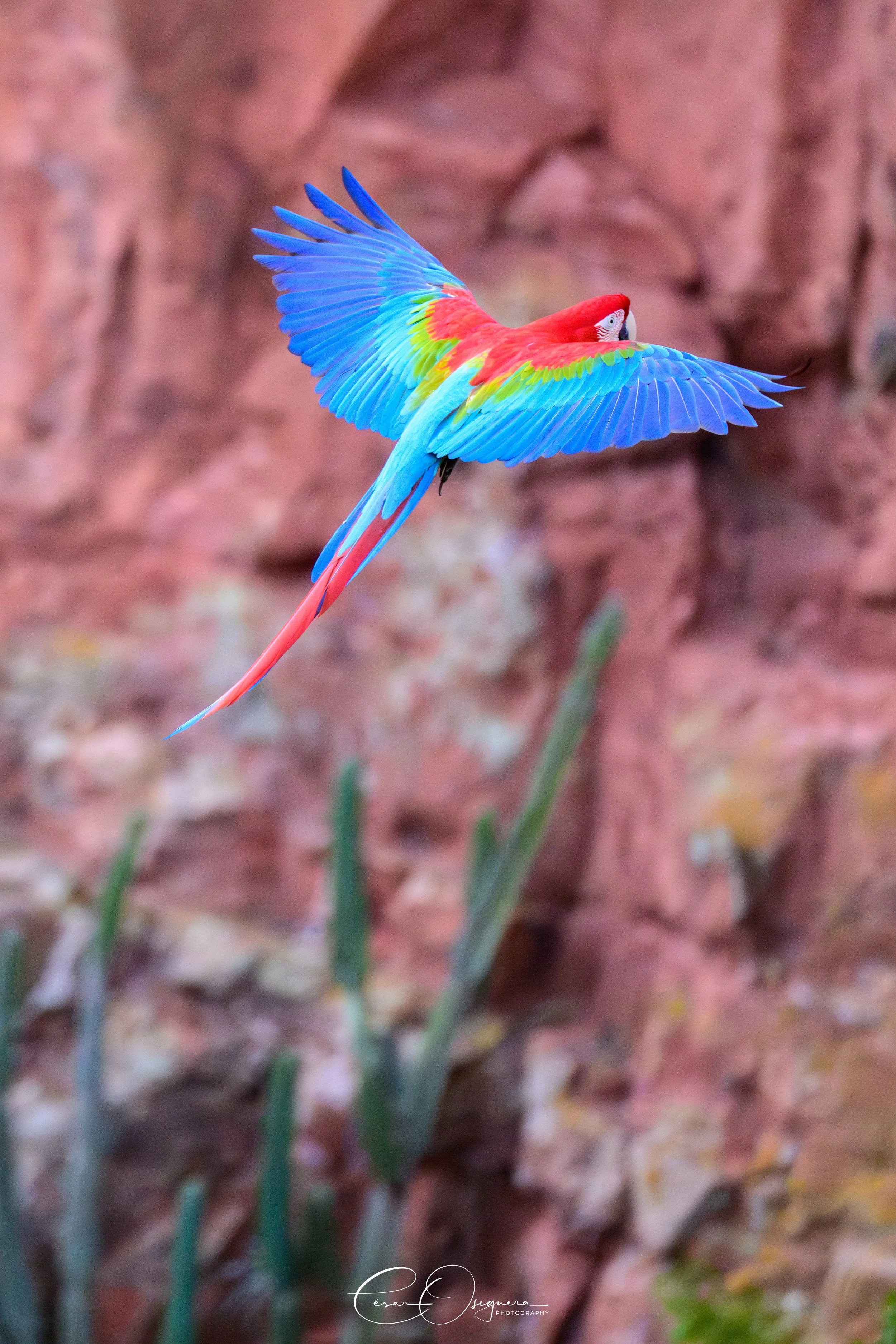 Colorful macaw bird in flight against a rocky background.