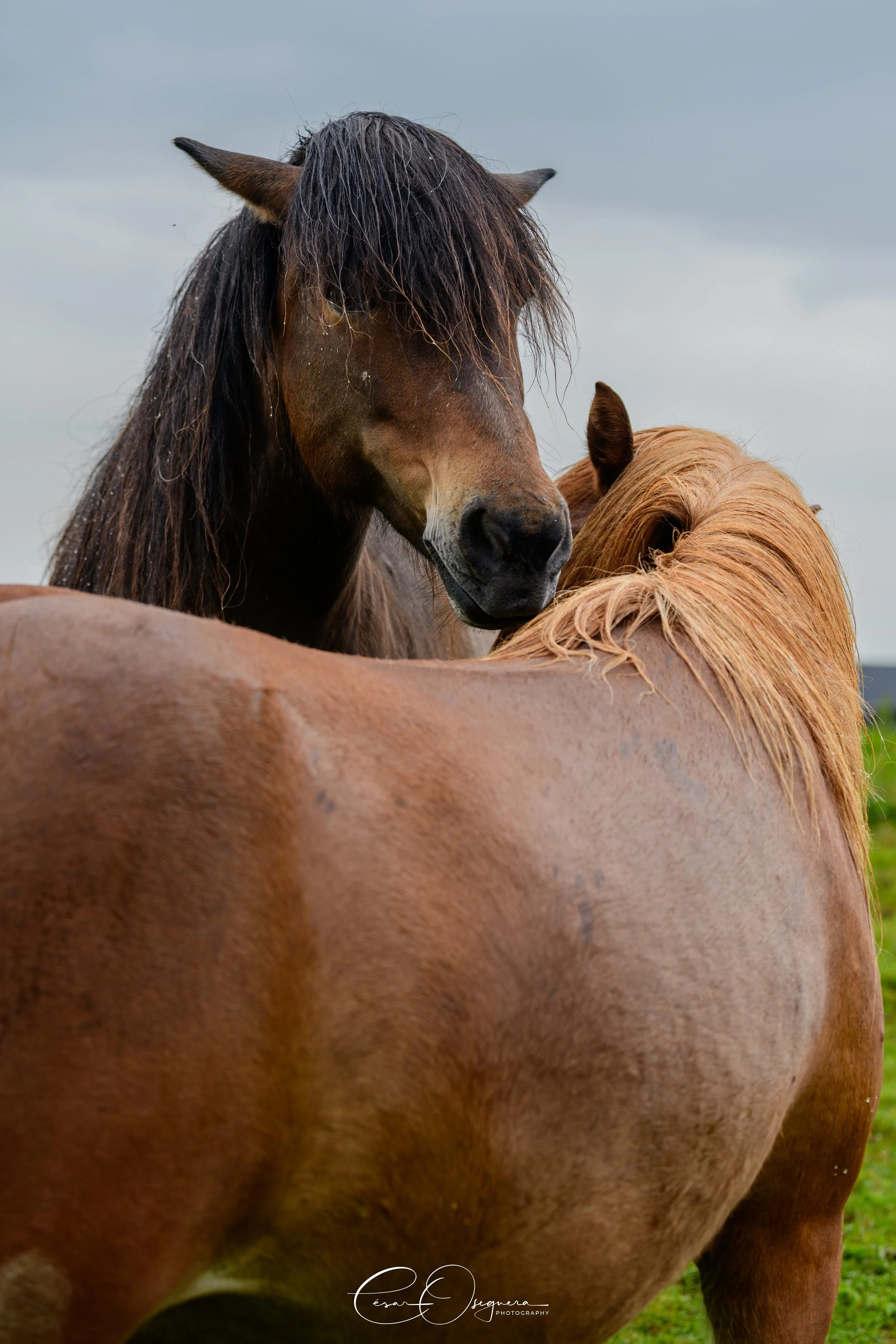 Two horses, one with a dark mane and the other with a reddish mane, standing close together outdoors on a cloudy day.