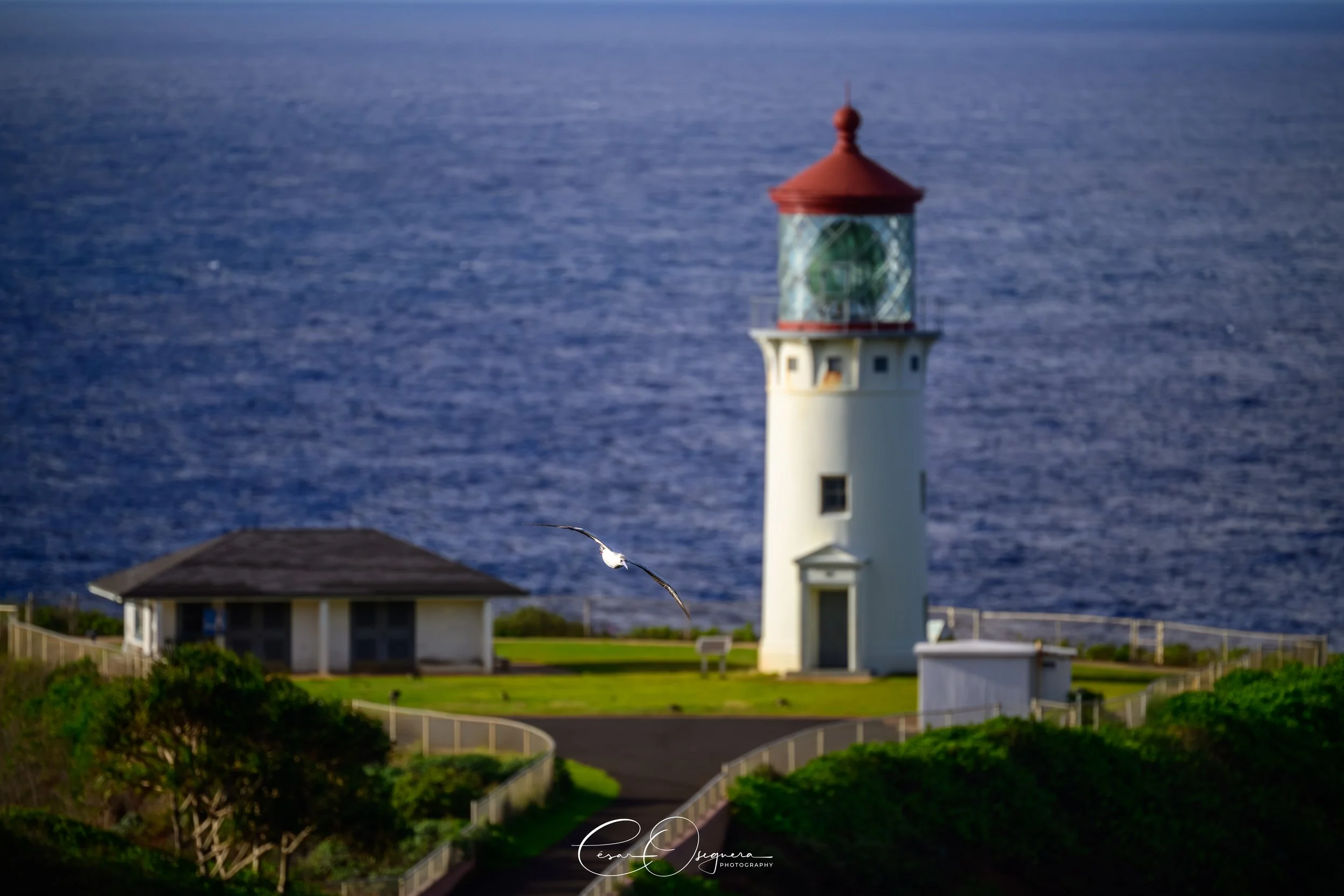 A white lighthouse with a red roof and a glass lantern room, situated near a house, overlooking the ocean with a bird flying in the foreground.