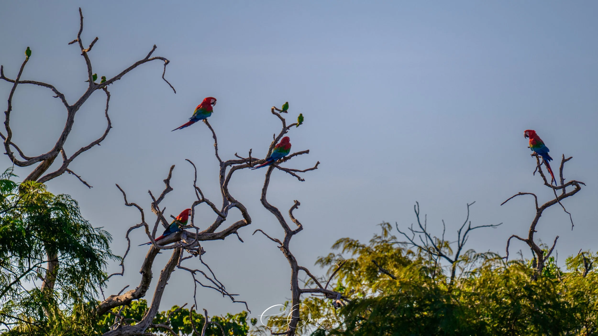 Several colorful parrots perched on bare tree branches against a clear blue sky.