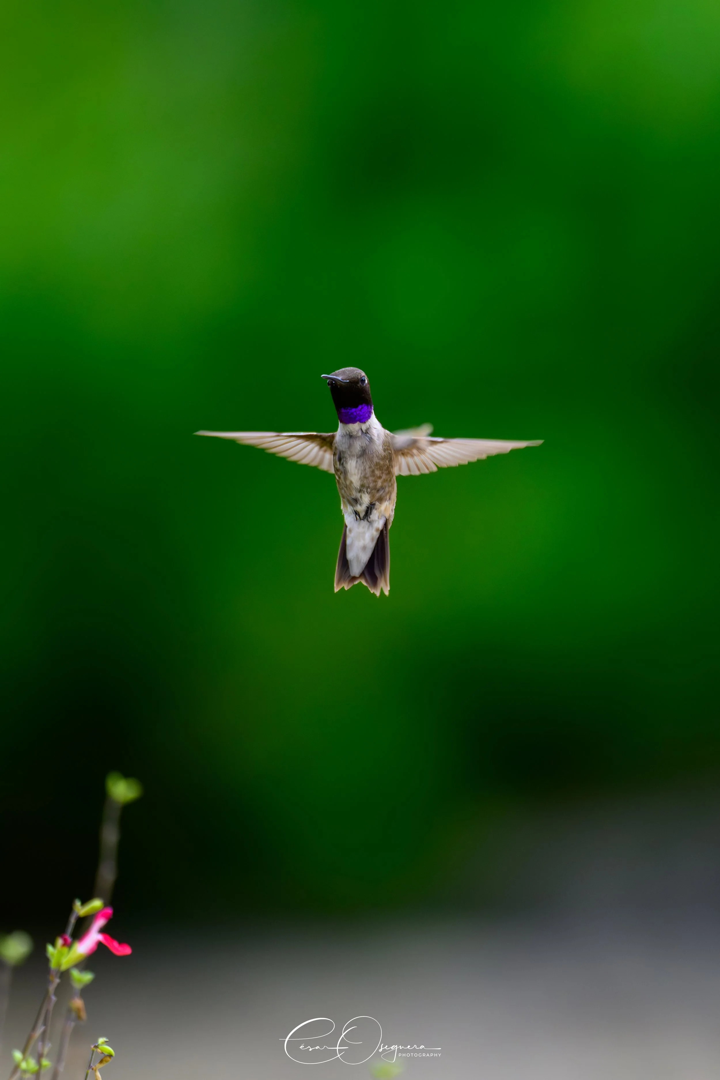 A hummingbird with iridescent purple throat flying in mid-air against a blurred green background.