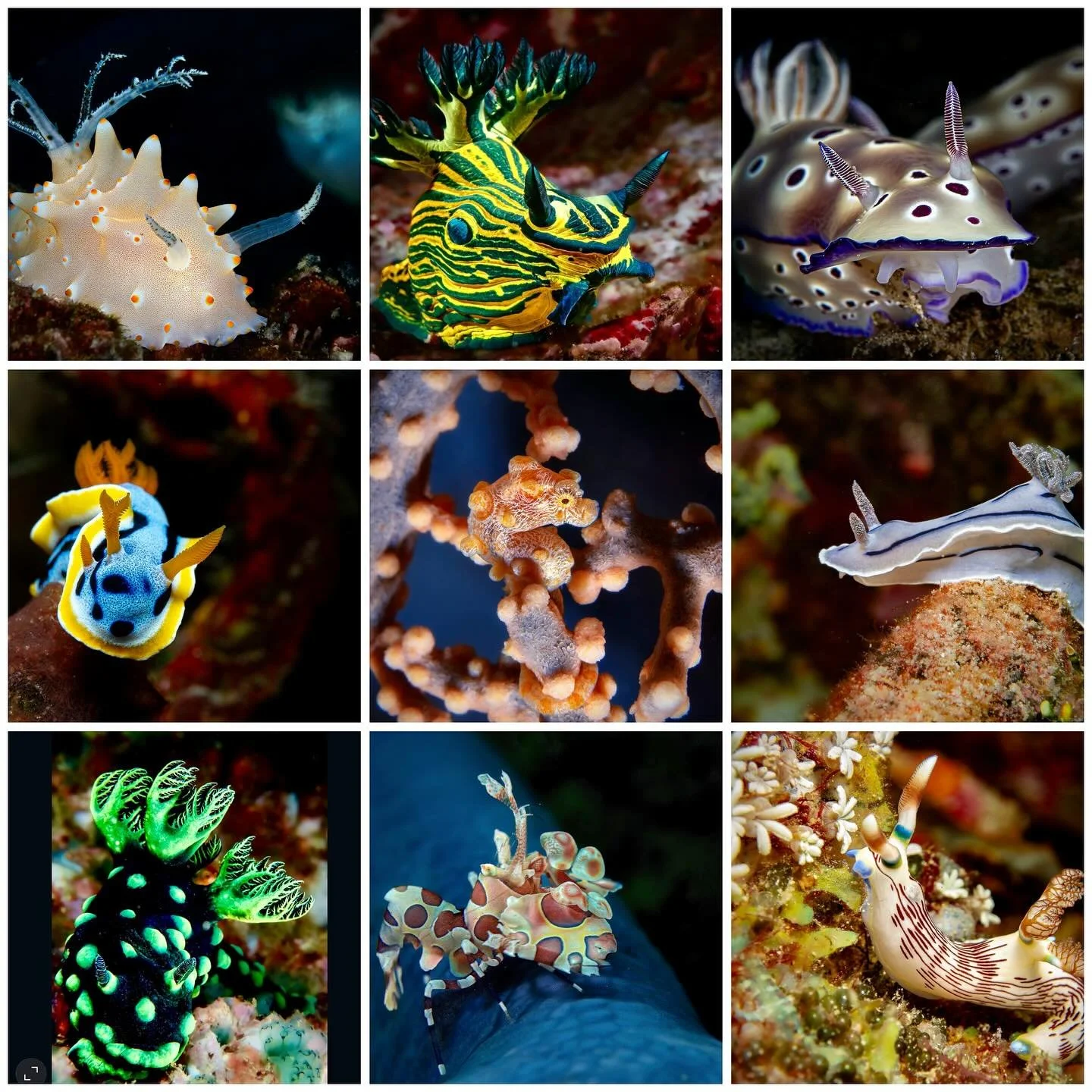 Really missing getting wet and looking for tiny marine life 

🪸🐠🤿📸

#underwater #underwaterlife #underwaterphoto #macro #underwatermacrophotography #macro_brilliance #scuba #scubadiving #nudi #nudibranch #macro_highlights