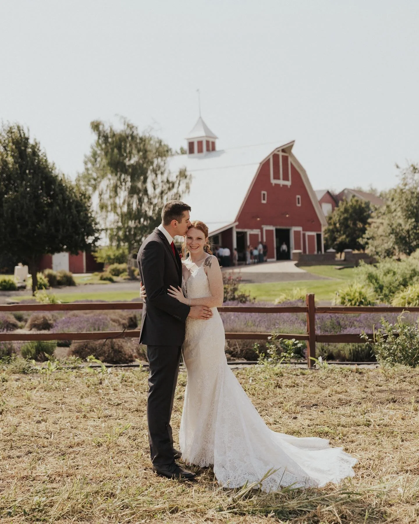 Can anyone else believe August is already around the corner? 🌾 Harvest season has officially begun here, and the spring wheat is painting our fields in beautiful shades of gold. The lavender is in full, fragrant bloom, and the farm is alive with the